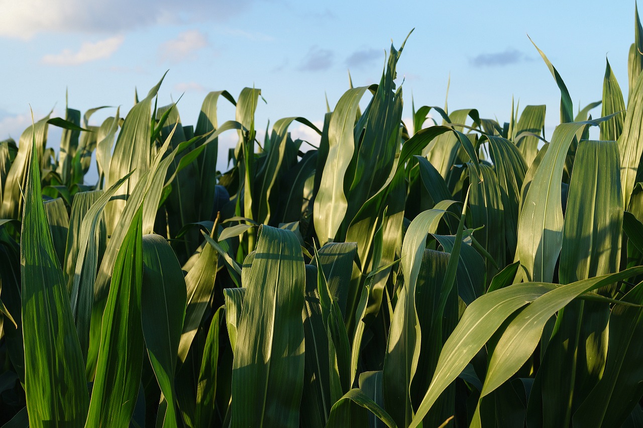 Kukurūzų Laukas, Žalias, Kukurūzai, Laukas, Žemdirbystė, Gamta, Lapai, Kukurūzų Lapai, Dangus, Kukurūzų Augalai