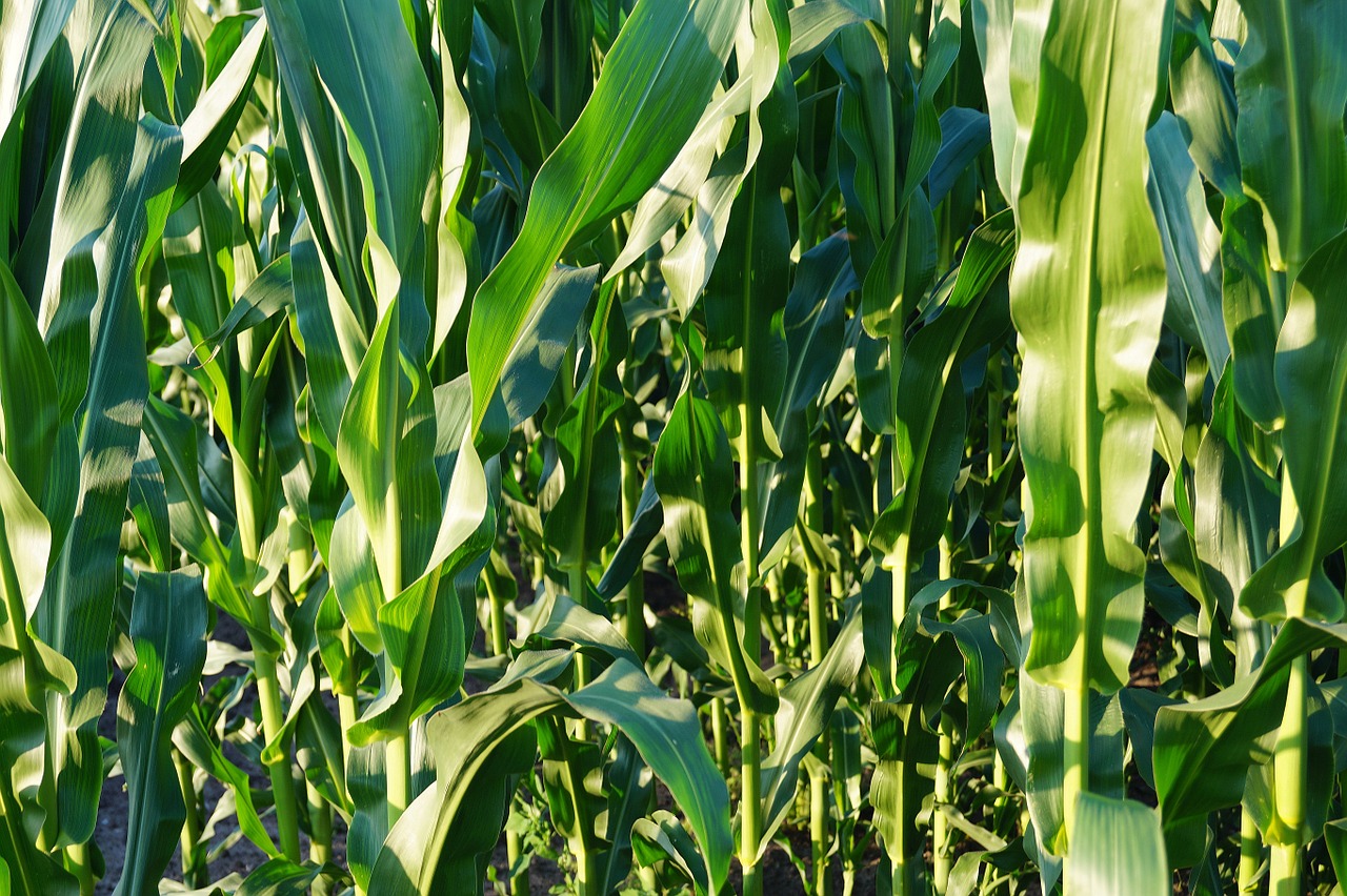 Kukurūzų Laukas, Žalias, Kukurūzai, Laukas, Žemdirbystė, Gamta, Lapai, Kukurūzų Lapai, Dangus, Kukurūzų Augalai