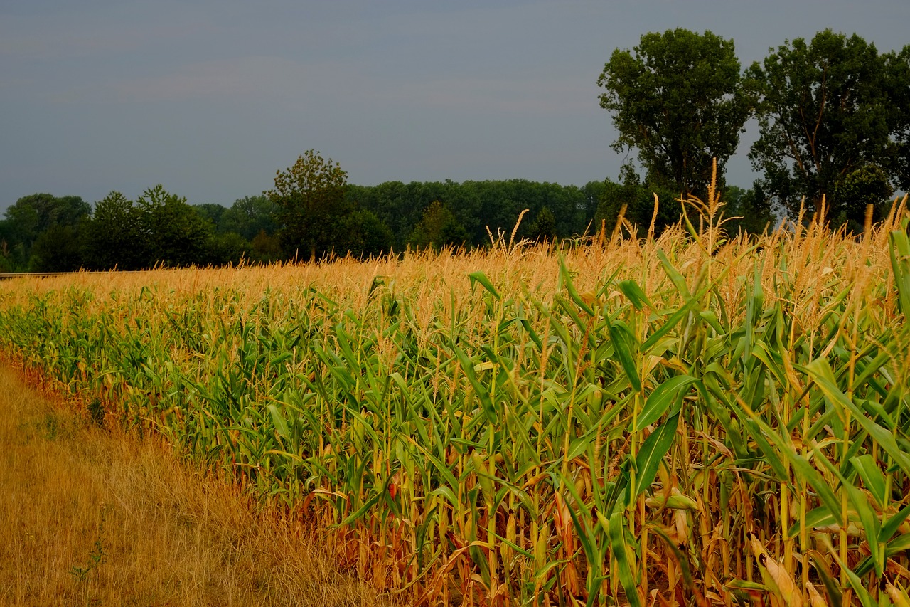 Kukurūzų Laukas,  Kukurūzai,  Žemdirbystė,  Laukas,  Pašariniai Kukurūzai,  Grūdai,  Augalas,  Gamta,  Vasara,  Kukurūzų Augalai