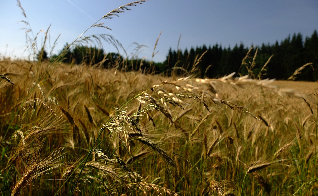 Kukurūzų Laukas, Gamta, Saulė, Kraštovaizdis, Grūdai, Augalas, Apšvietimas, Saulės Šviesa, Vaizdingas, Žygiai