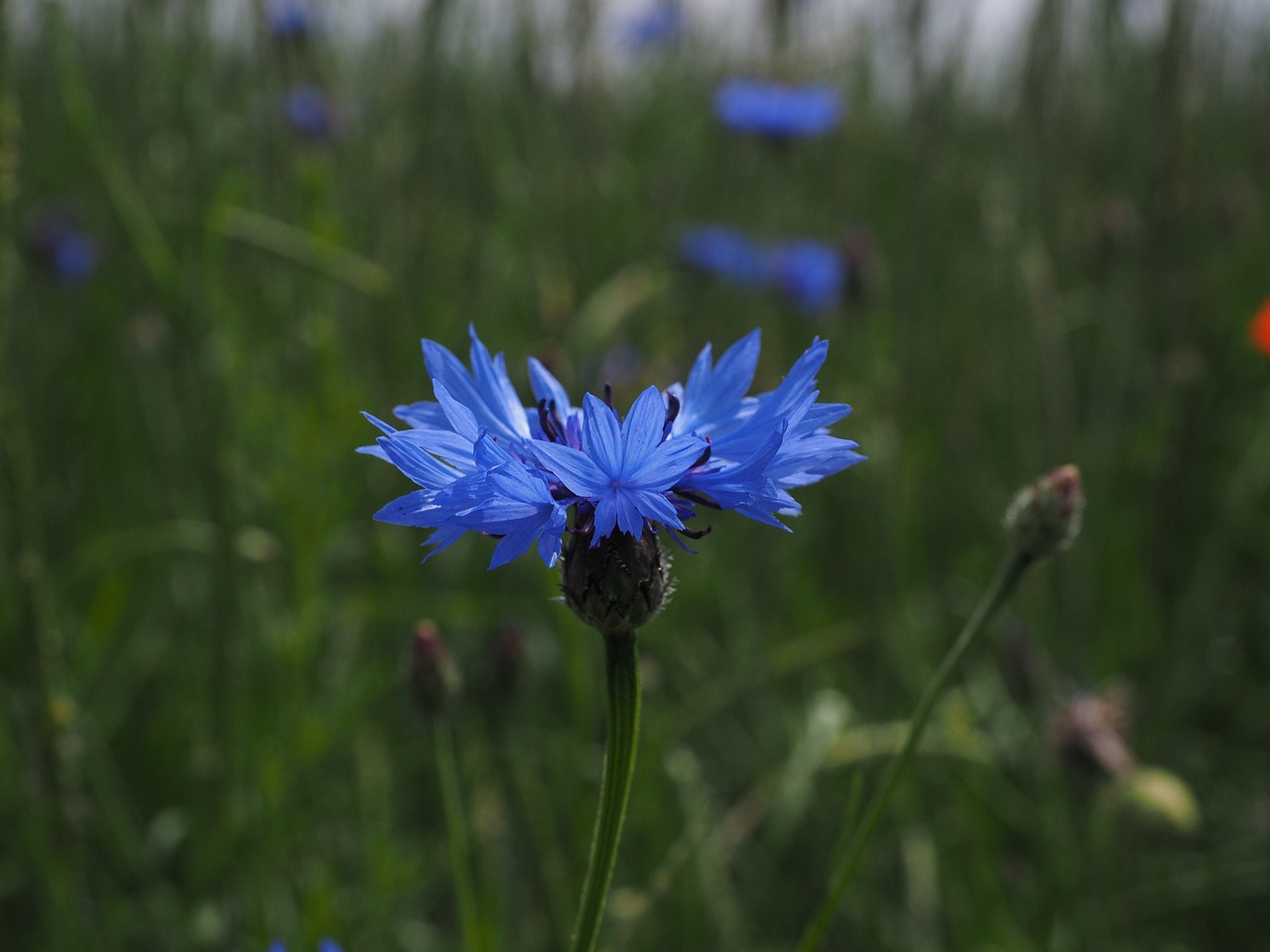 Rugiagėlė, Gėlė, Žiedas, Žydėti, Mėlynas, Centaurea Cyanus, Zyane, Knapweed, Centaurea, Kompozitai