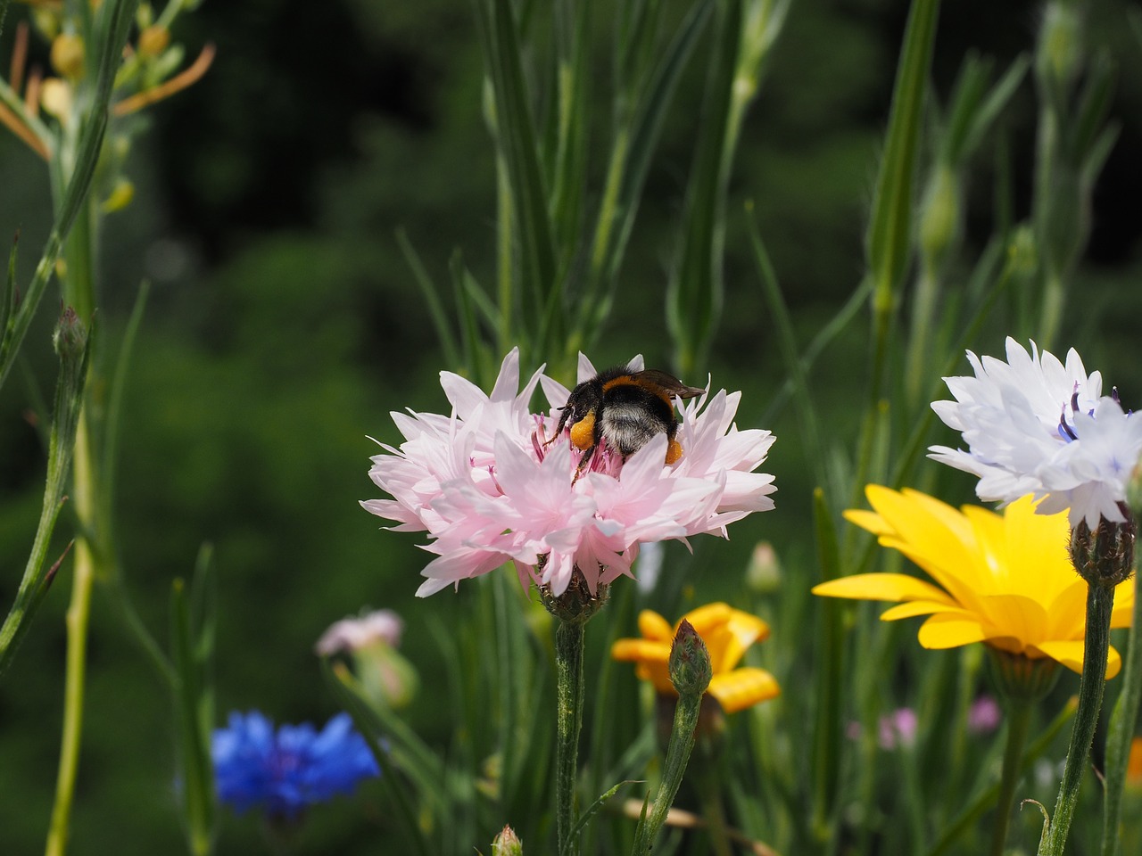 Rugiagėlė, Gėlė, Žiedas, Žydėti, Rožinis, Šviesiai Rožinė, Hummel, Apdulkinimas, Žiedadulkės, Nemokamos Nuotraukos