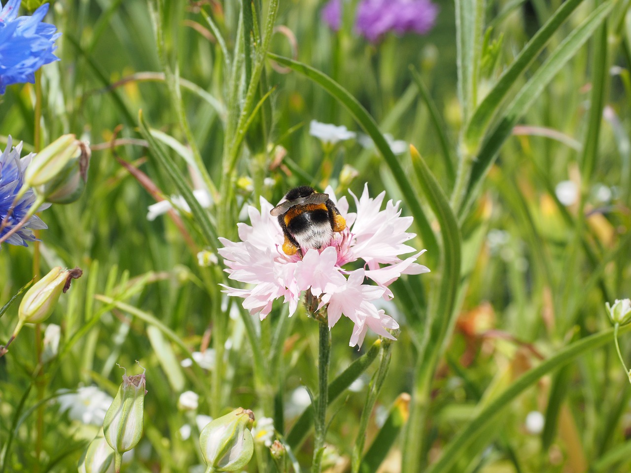 Rugiagėlė, Gėlė, Žiedas, Žydėti, Rožinis, Šviesiai Rožinė, Hummel, Apdulkinimas, Žiedadulkės, Nemokamos Nuotraukos