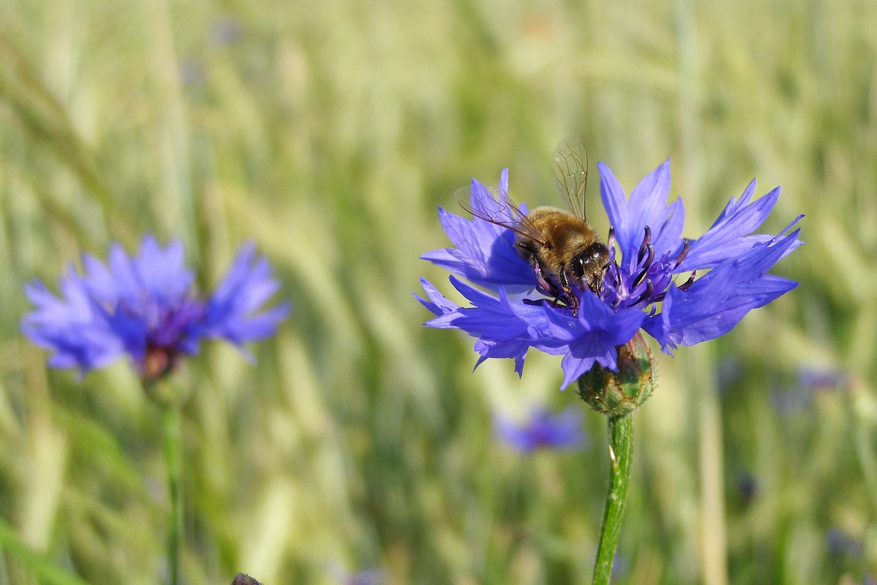 Rugiagėlė, Bluebottle, Kamanė, Makro, Pieva, Laukas, Centaurea Cyanus, Vasara, Gamta, Nemokamos Nuotraukos