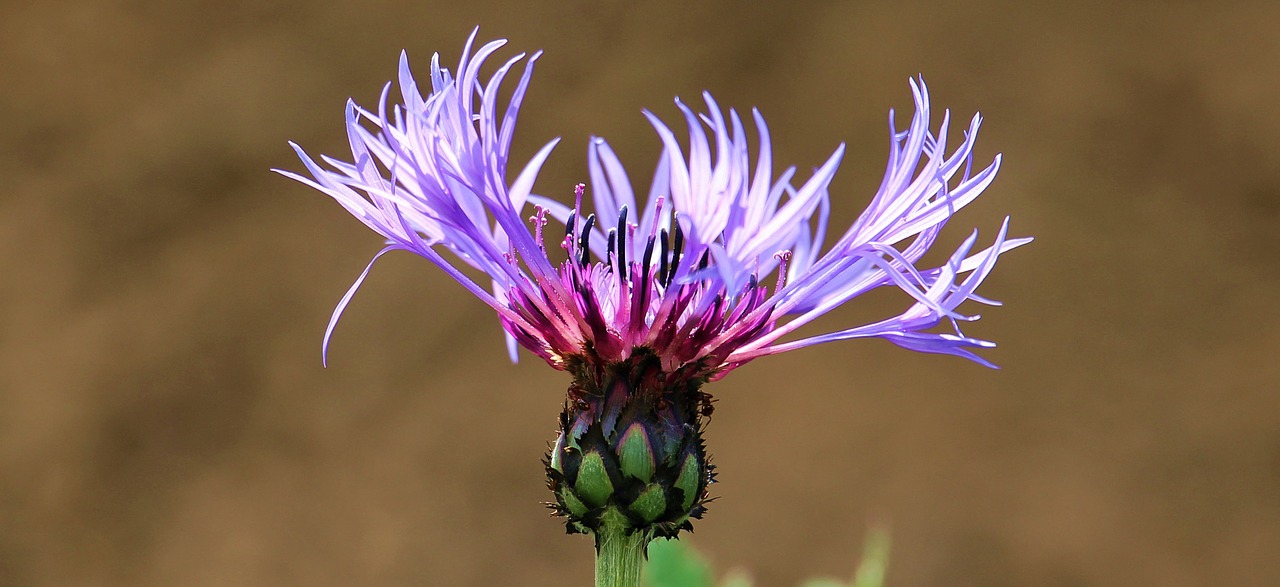 Rugiagėlė, Violetinė, Žiedas, Žydėti, Gėlė, Violetinė, Gamta, Uždaryti, Vasara, Žydėti