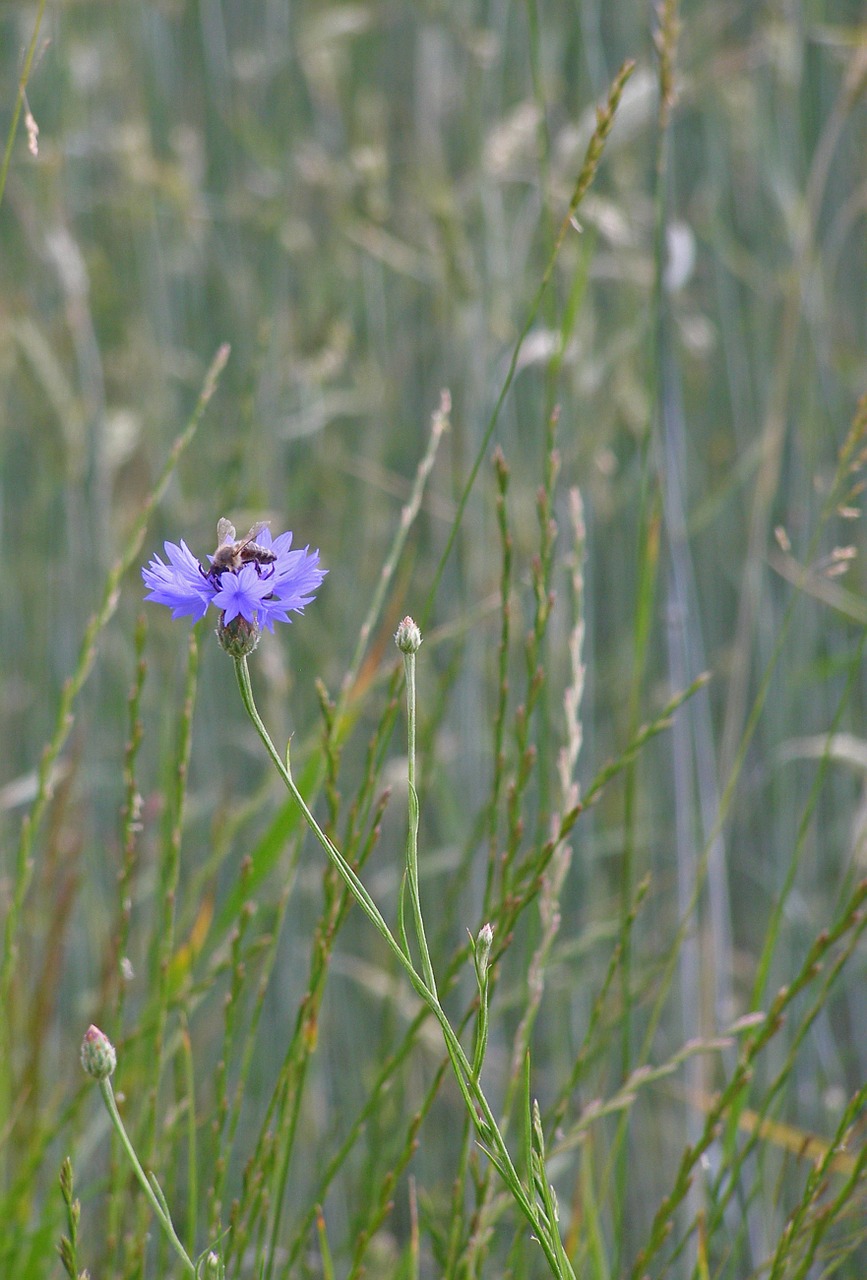 Rugiagėlė, Gėlė, Mėlynas, Laukiniai, Gėlių Laukas, Pieva, Žolė, Centaurea Cyanus, Bičių, Vasara