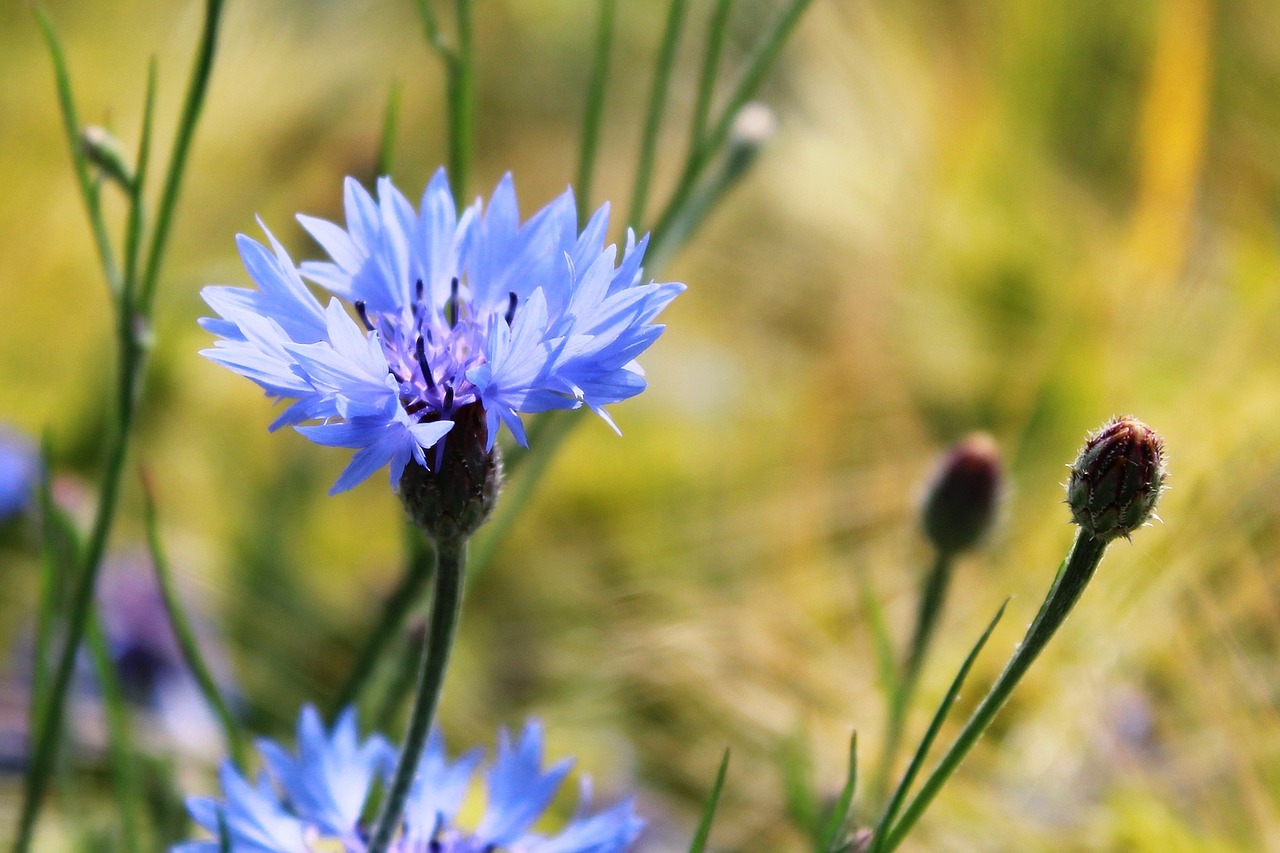 Rugiagėlė, Centaurea Cyanus, Zyane, Knapweed, Laukas, Violetinė, Žydėti, Gamta, Žiedas, Žydėti