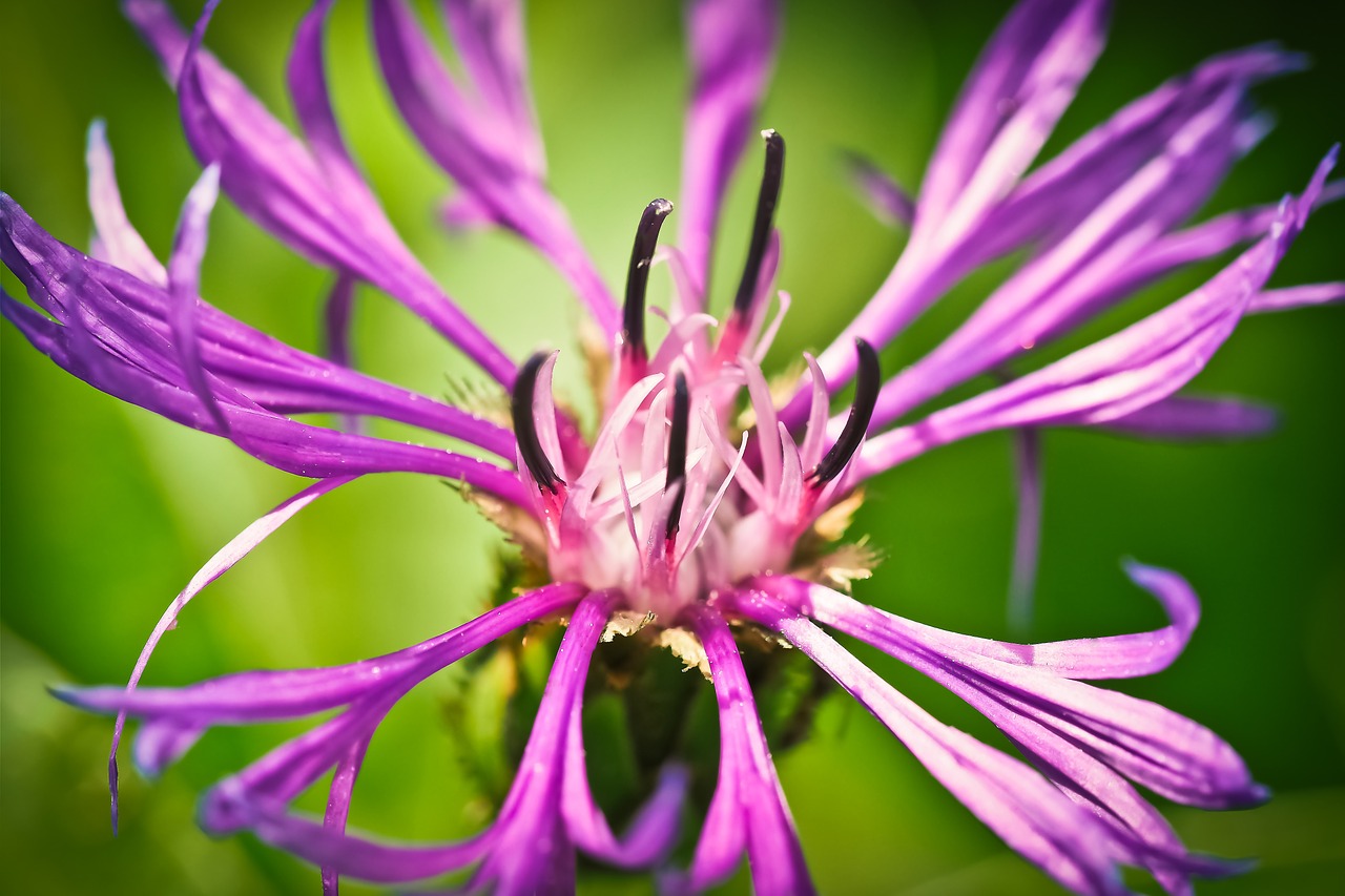 Rugiagėlė, Gėlė, Mėlynas, Žiedas, Žydėti, Vasara, Laukinė Gėlė, Violetinė, Makro, Flora