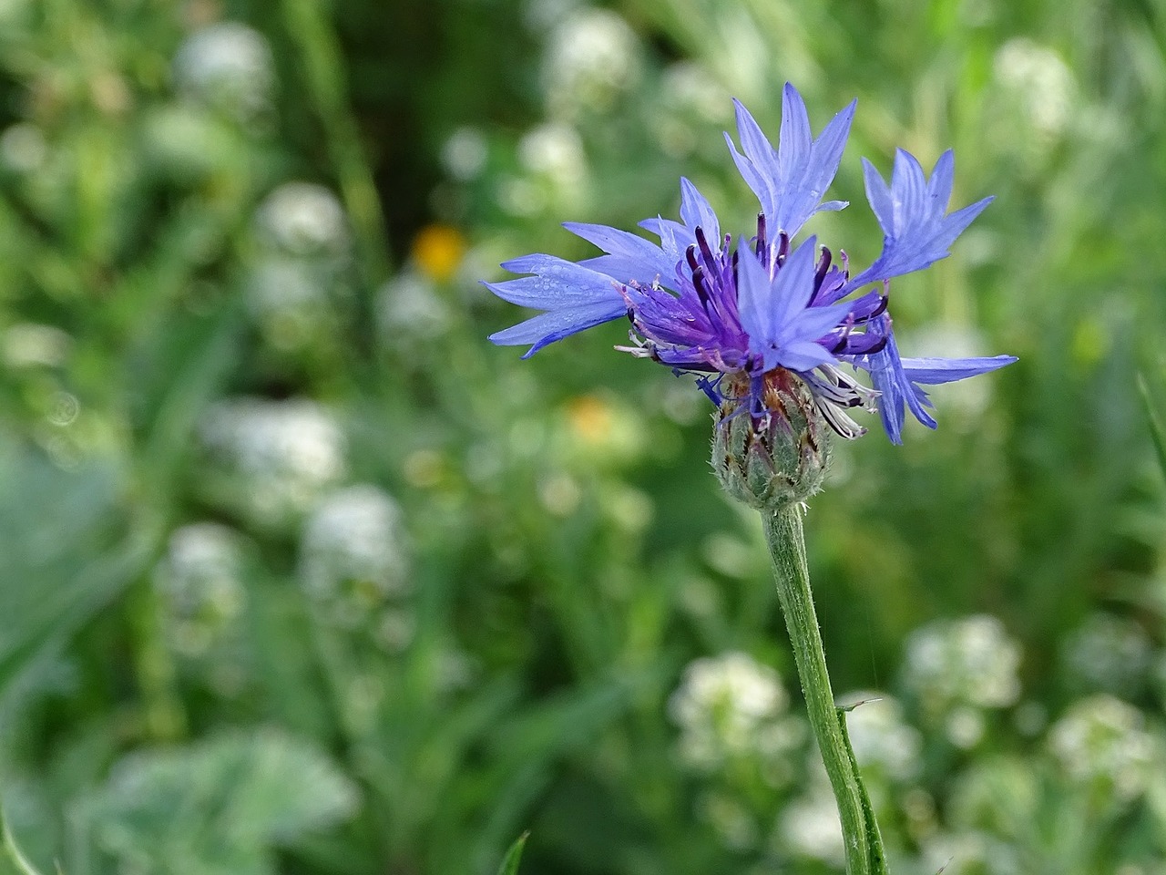 Rugiagėlė, Gėlė, Mes, Mėlynas, Žiedas, Žydėti, Vasara, Laukinė Gėlė, Flora, Mėlyna Gėlė