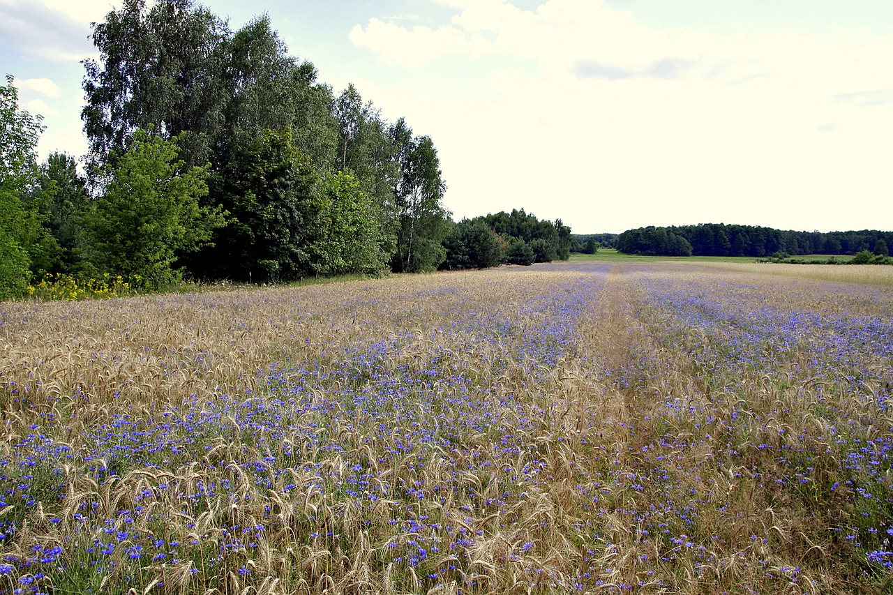 Rugiagėlė, Bluebottle, Laukas, Rugiai, Kvieciai, Kukurūzai, Mėlynas, Gėlė, Medis, Žalias