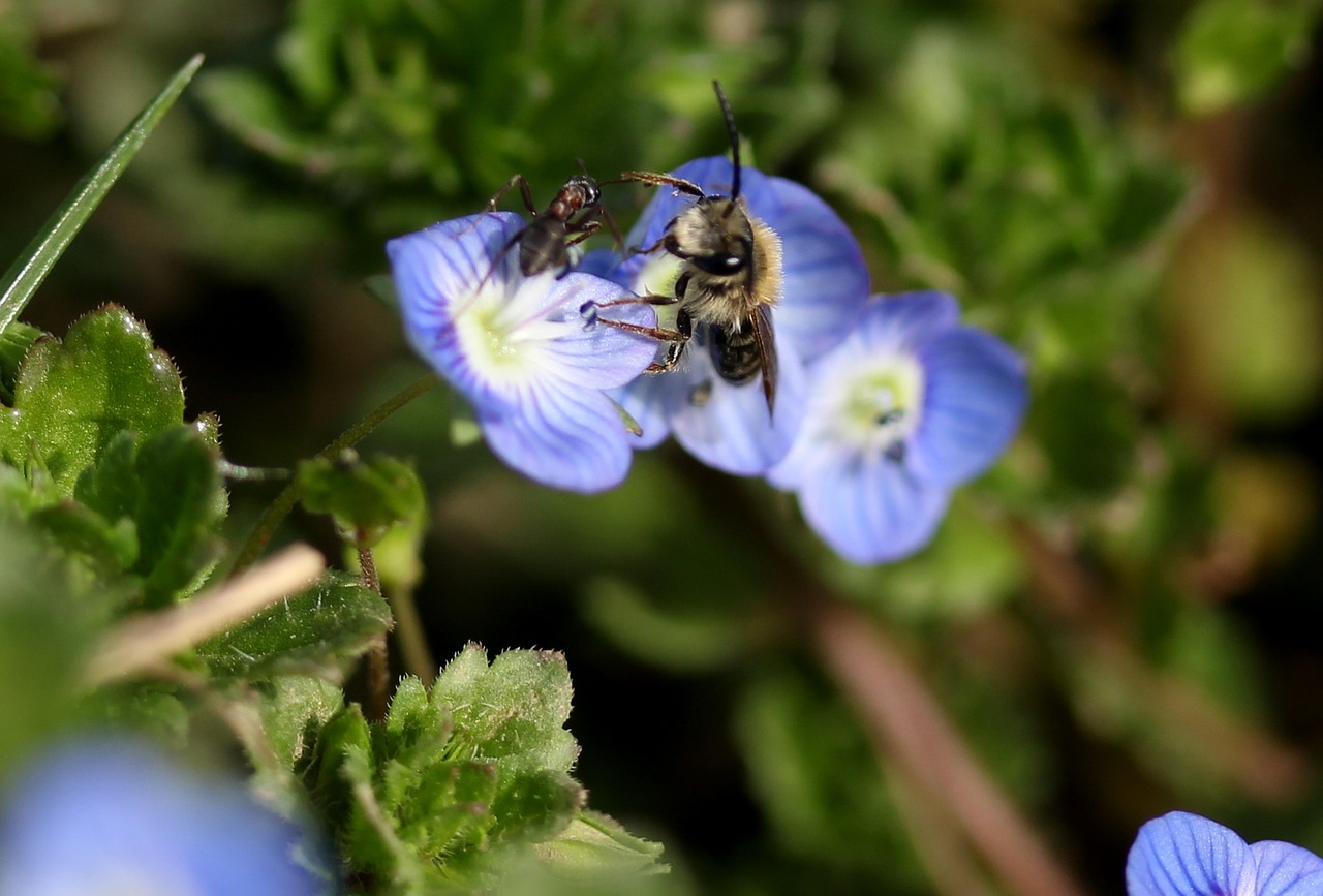 Rugiagėlė,  Bičių,  Insekta,  Gėlė,  Mėlynas,  Augalas,  Lapai,  Žalias,  Grožis,  Gamta