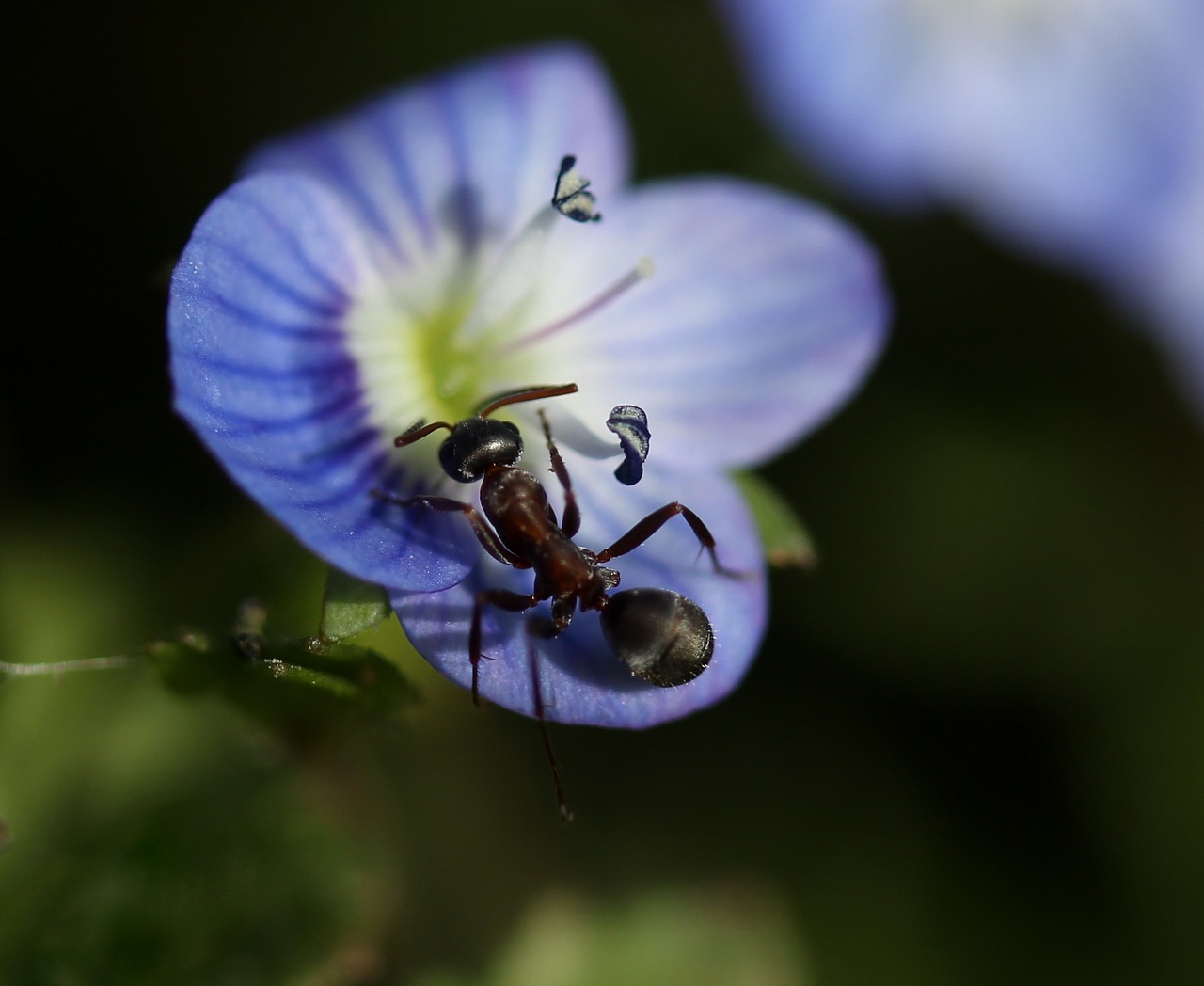 Rugiagėlė,  Ant,  Insekta,  Gėlė,  Mėlynas,  Augalas,  Lapai,  Žalias,  Grožis,  Gamta