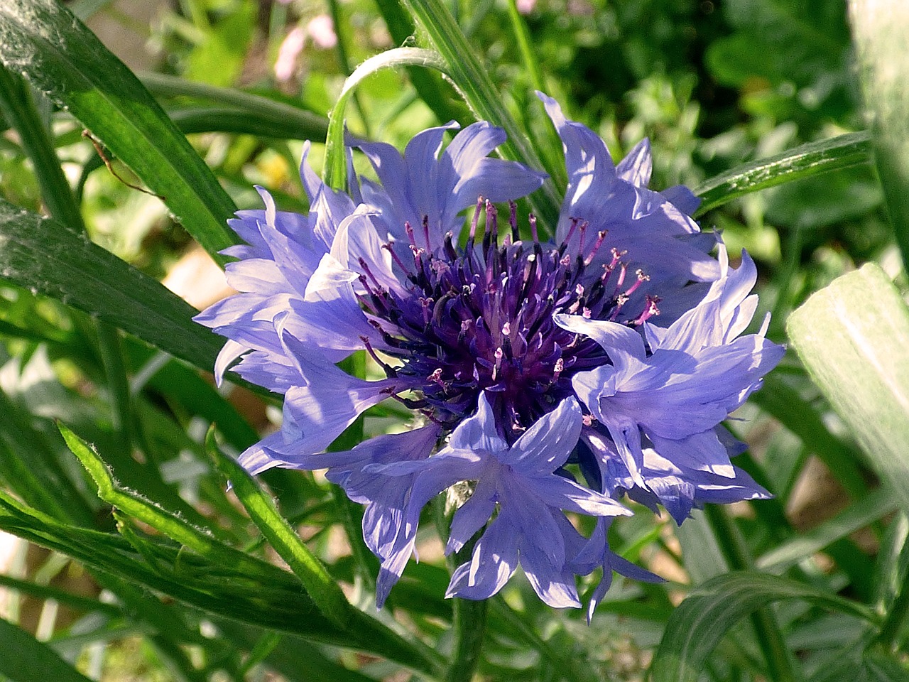 Rugiagėlių,  Žiedas,  Žydi,  Gėlė,  Violetinė,  Violetinė Gėlė,  Iš Arti,  Vasara,  Pavasaris,  Mėlyna Žiedas