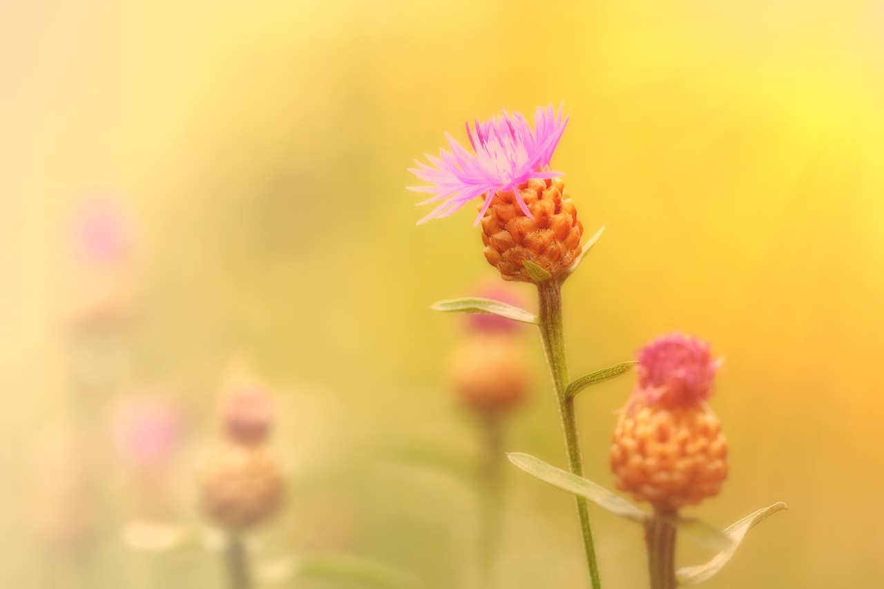 Rugiagėlių,  Kompozitai,  Asteraceae,  Rugiagėlė,  Zyane,  Cyanus,  Ariama Piktžolių,  Piktžolė, Nemokamos Nuotraukos,  Nemokama Licenzija