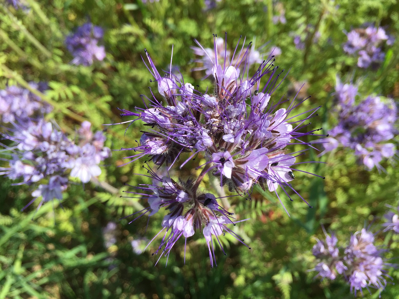 Rugiagėlė,  Violetinė,  Violetinė,  Žiedas,  Žydėti,  Gėlė,  Gamta,  Vasara,  Augalas,  Uždaryti