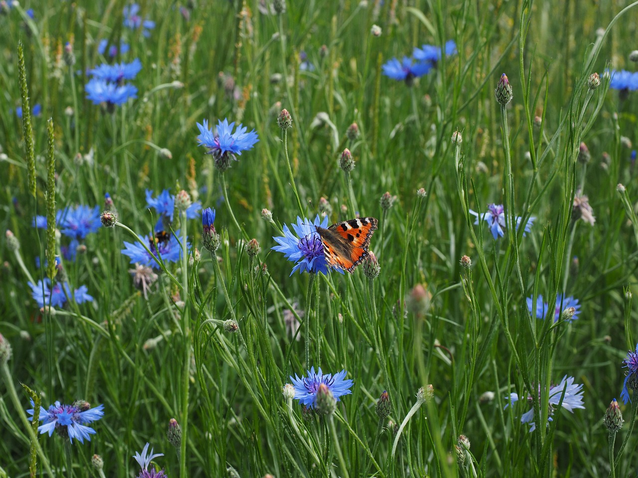 Kukurūzai, Kornblumenfeld, Gėlė, Žiedas, Žydėti, Mėlynas, Violetinė, Violetinė, Centaurea Cyanus, Zyane