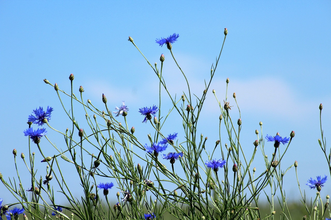 Rugiagėlės,  Polne,  Meadow,  Mėlynos Gėlės,  Gėlės,  Laukai,  Augalai, Nemokamos Nuotraukos,  Nemokama Licenzija