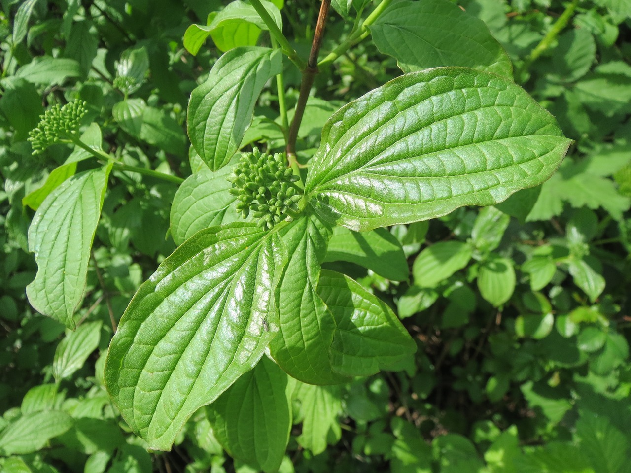 Kukurūzų Sanguinea, Paprastoji Šukutė, Krūmas, Flora, Botanika, Augalas, Rūšis, Lapai, Nemokamos Nuotraukos,  Nemokama Licenzija