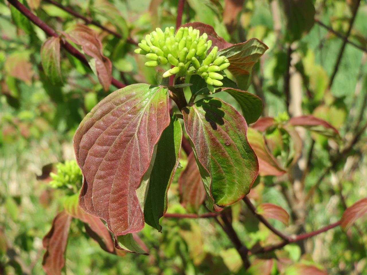 Kukurūzų Sanguinea, Paprastoji Šukutė, Flora, Krūmas, Žiedynas, Botanika, Makro, Nemokamos Nuotraukos,  Nemokama Licenzija