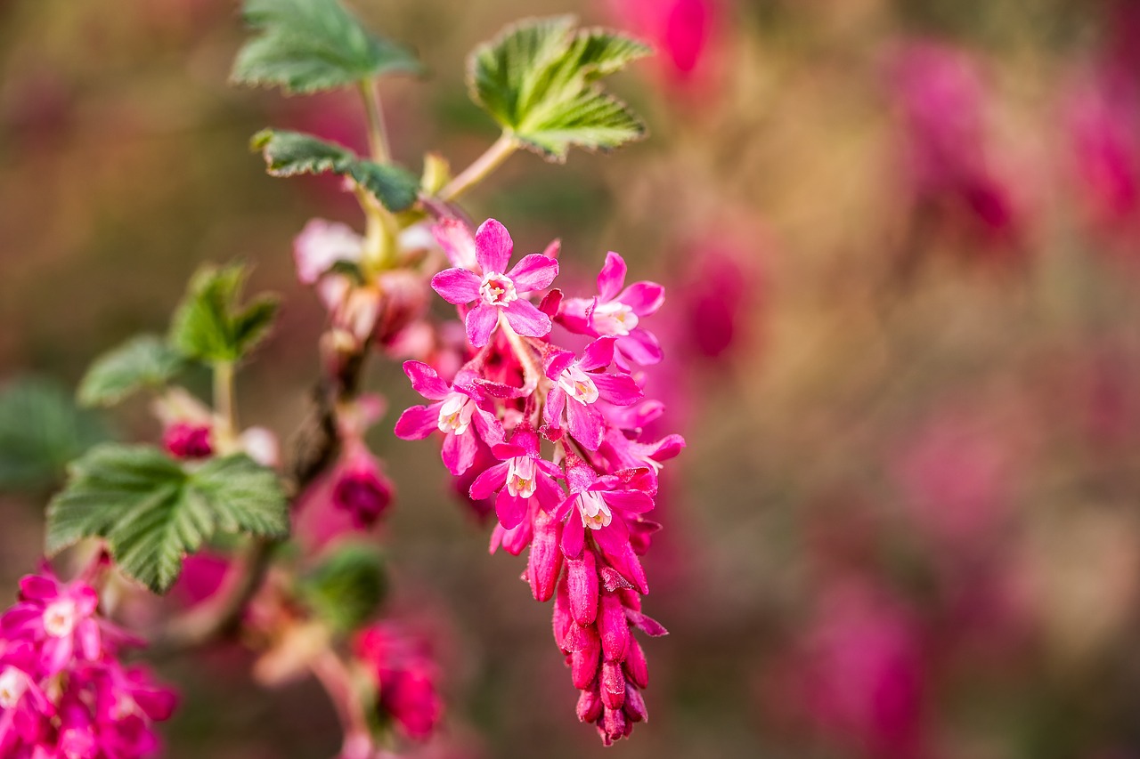 Korpusulys, Ribos Sanguineum, Žiedas, Žydėti, Gėlių Vynuogių, Agrastų Šiltnamiai, Grossulariaceae, Kraujas, Serbentai, Raudona