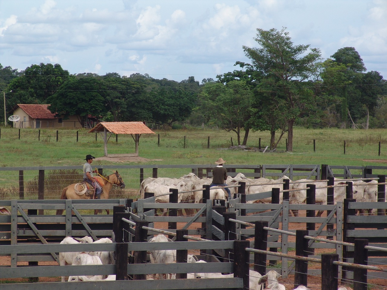 Corral, Boi, Nellore, Galvijai, Brazilijos Galvijai, Bandas, Valdymas, Cural, Šuniukas, Sukuria