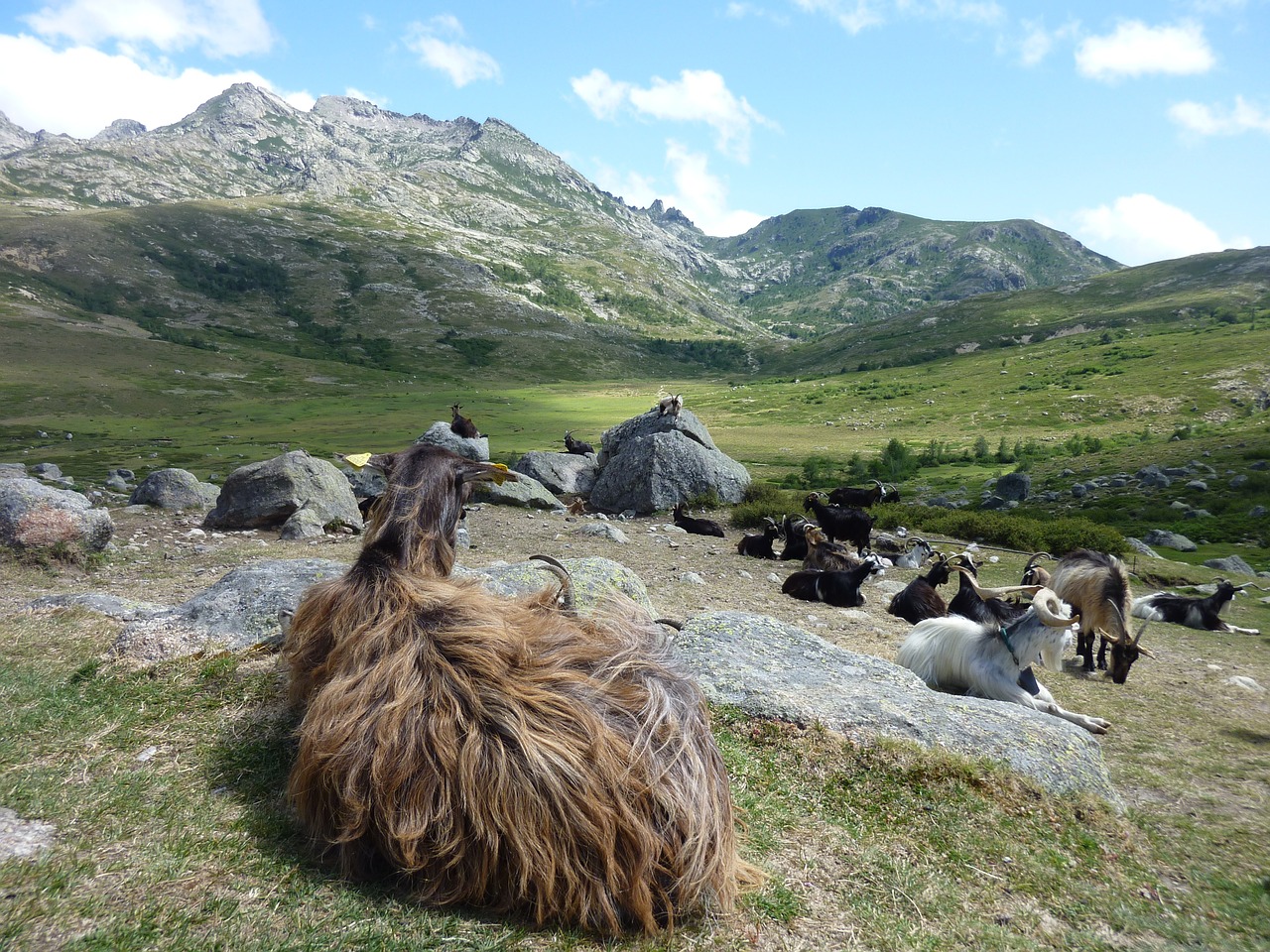 Corse, Kalnas, Ožkos, Gyvūnas, Laukinė Gamta, Zoologija, Žinduolis, Rūšis, Lauke, Kraštovaizdis