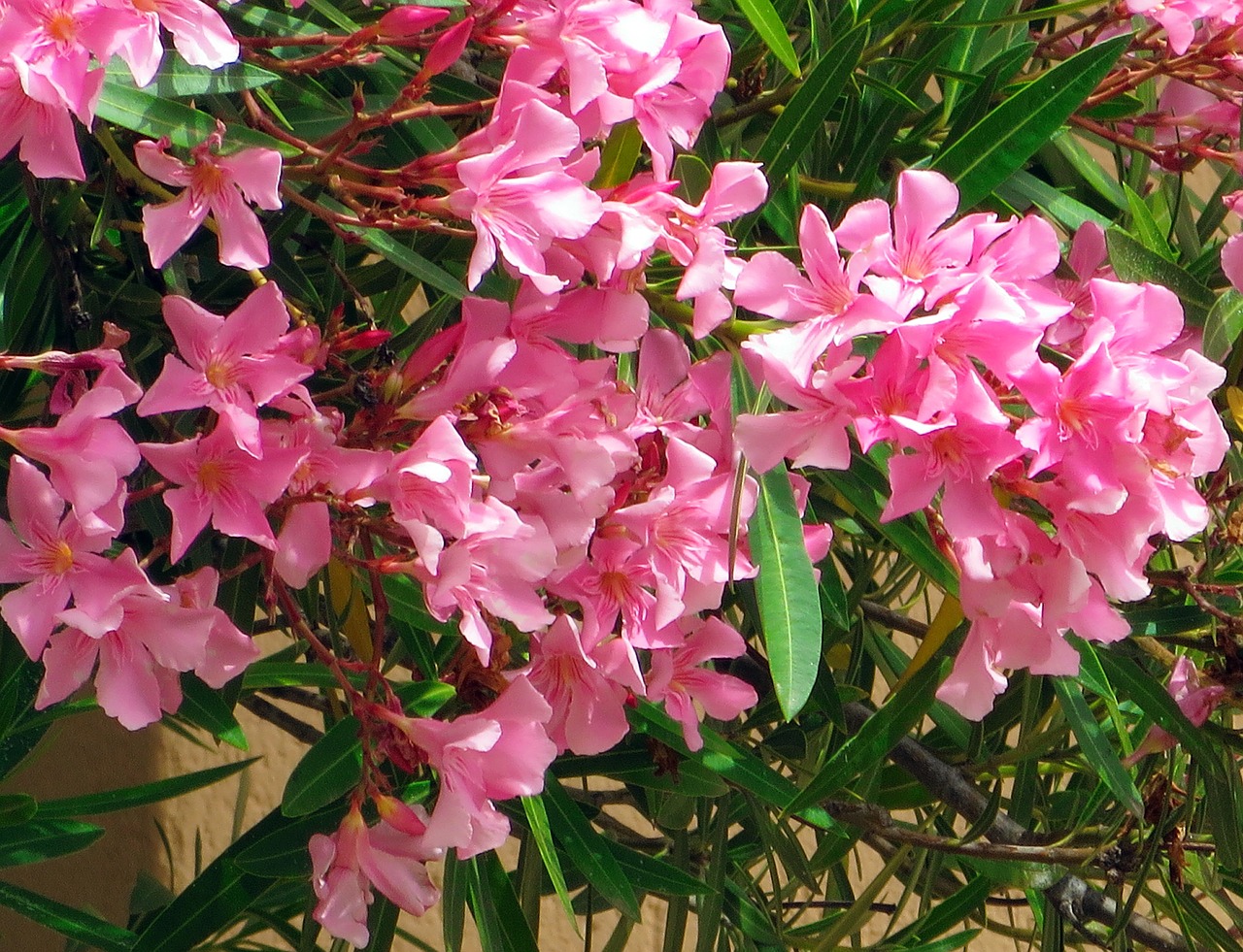 Korsikietis, Oleander, Augalas, Viduržemio Jūros, Nemokamos Nuotraukos,  Nemokama Licenzija