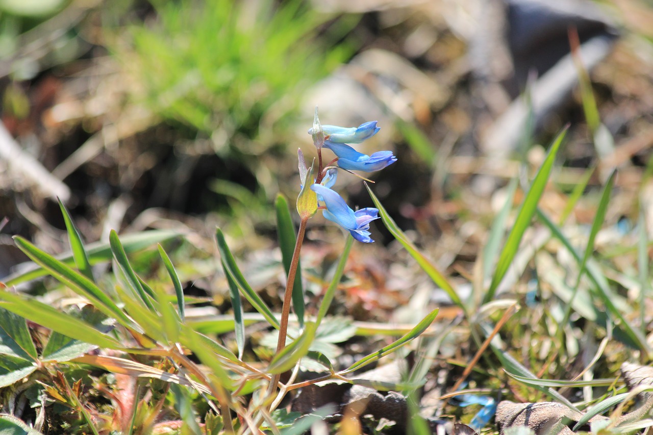 Corydalis,  Corydalis Ambigua,  Corydalis Abejotinas,  Gėlės,  Pirmieji Gėlės,  Spyruokliniai Žiedai,  Augalų,  Gyvūnija,  Augalai Rusijos,  Gyvosios Gamtos