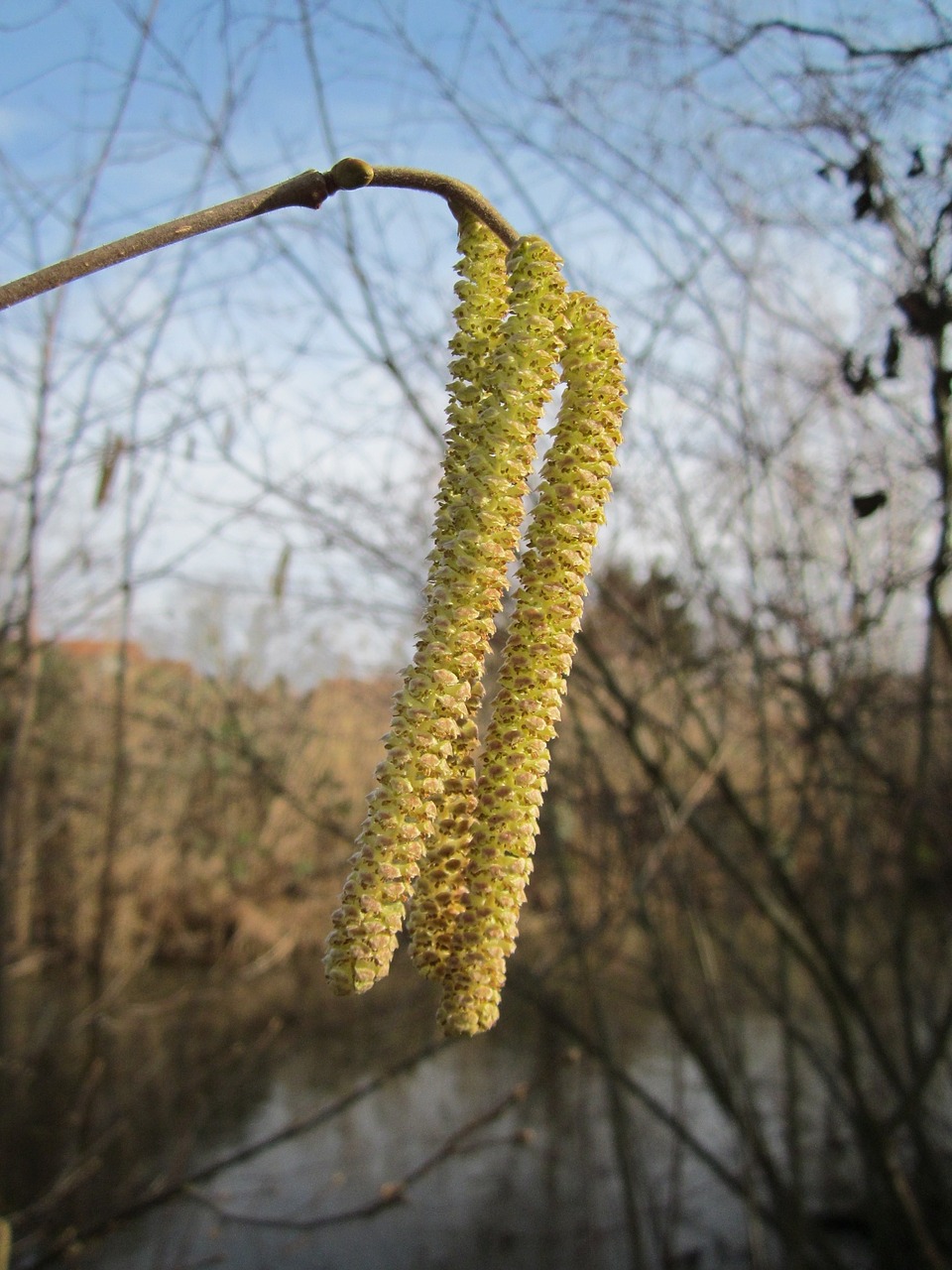 Corylus Avellana,  Bendras Lazdynas,  Krūmas,  Medis,  Flora,  Botanika,  Augalas,  Rūšis,  Katkinsas, Nemokamos Nuotraukos