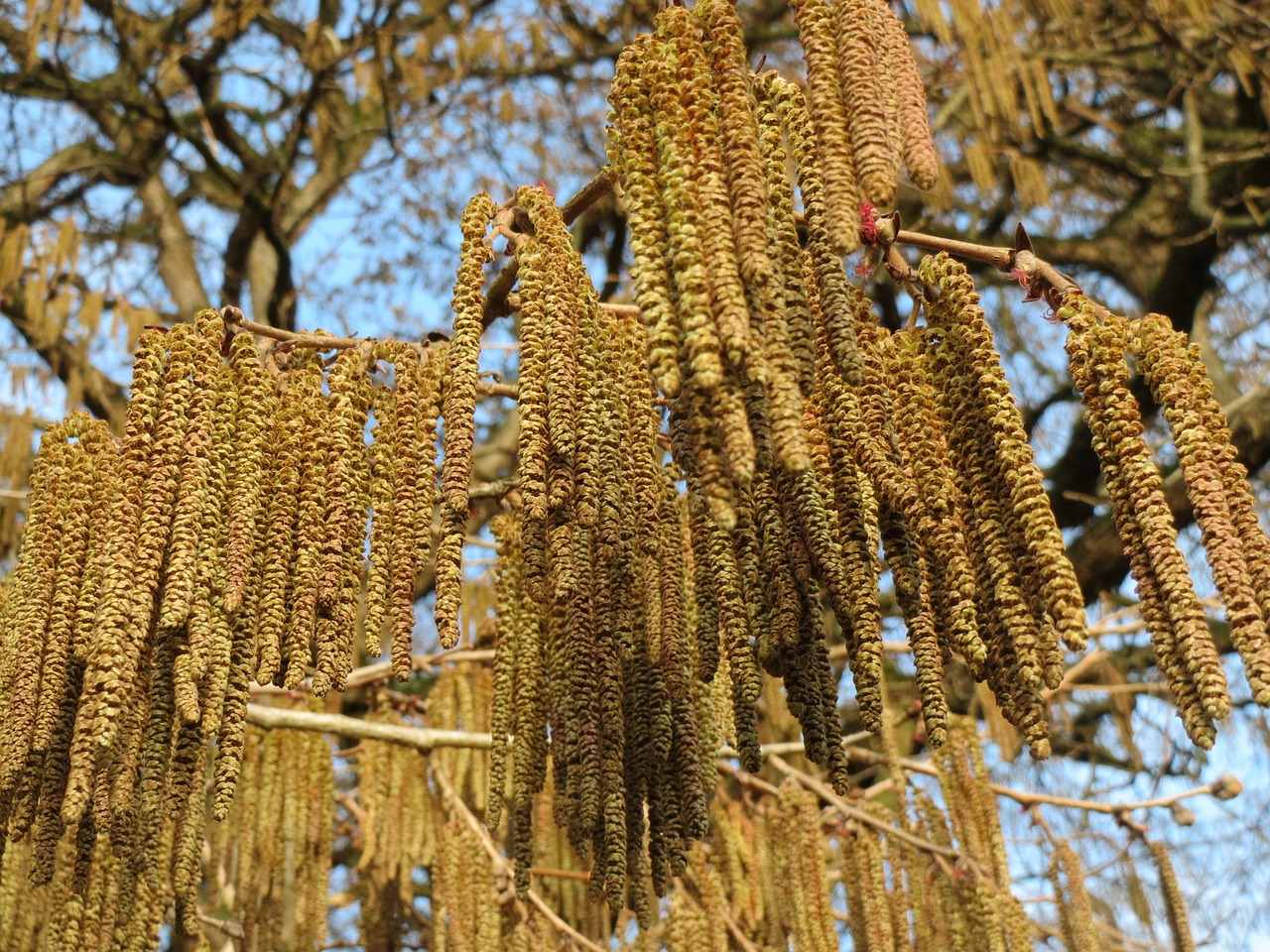 Corylus Colurna, Turkiškas Lazdynas, Turkish Filbert, Katkins, Makro, Flora, Botanika, Krūmas, Augalas, Nemokamos Nuotraukos