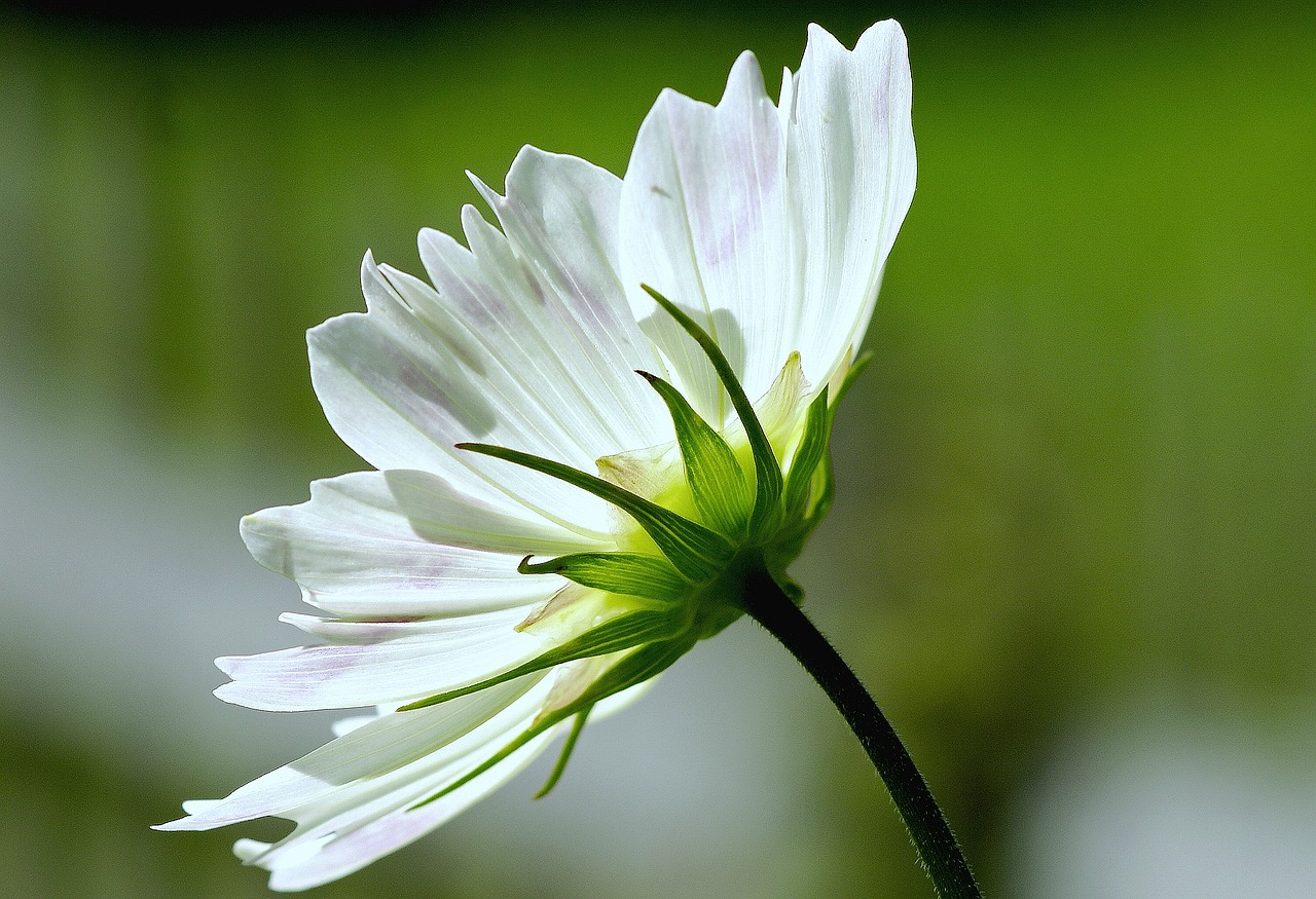 Cosmea, Balta, Augalas, Gamta, Žiedas, Žydėti, Sodas, Vasara, Dekoratyvinis Augalas, Gėlė