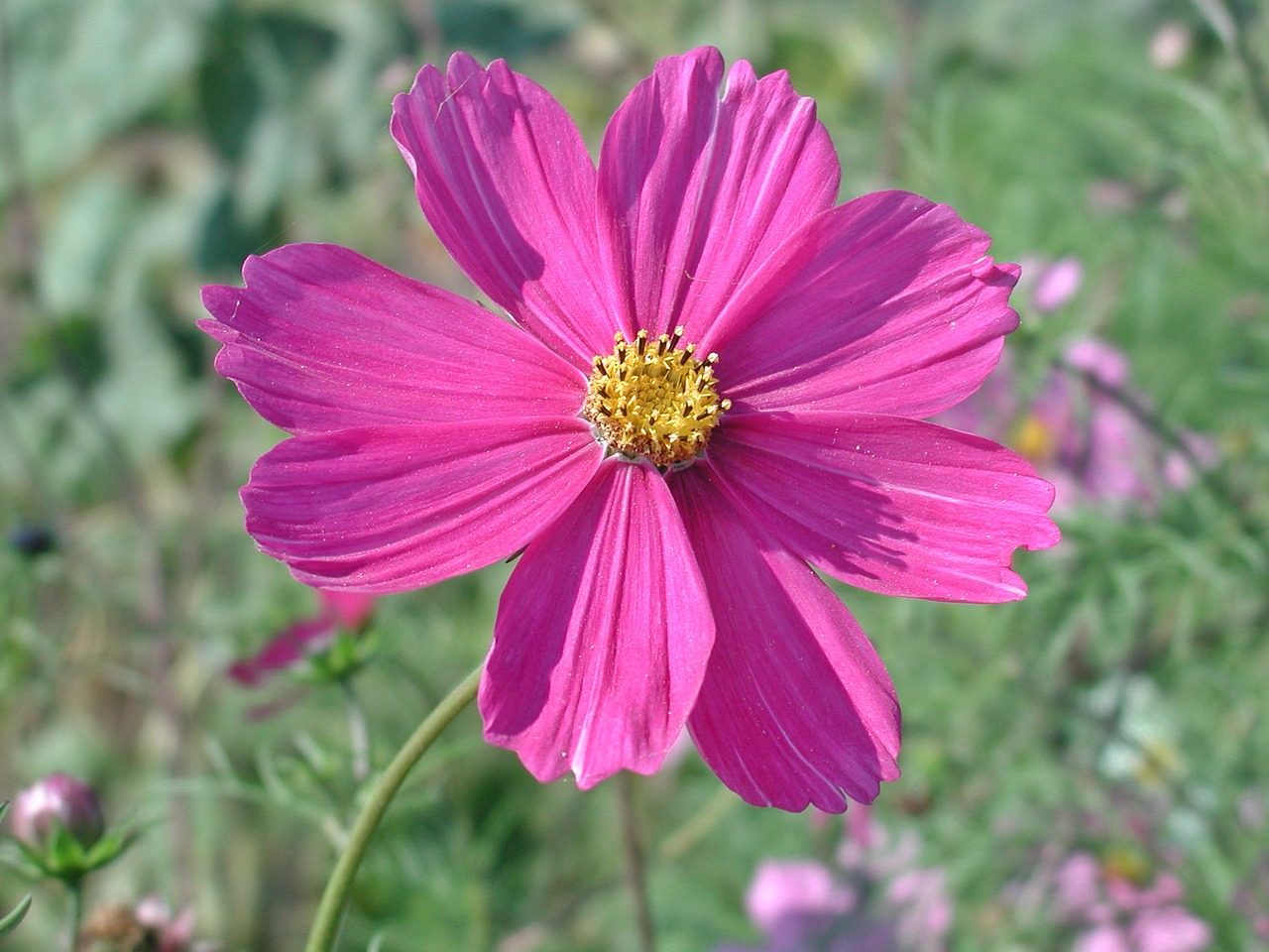 Cosmea, Žiedas, Žydėti, Gėlė, Rožinė Gėlė, Kosmosas, Sodas, Gamta, Vasara, Uždaryti