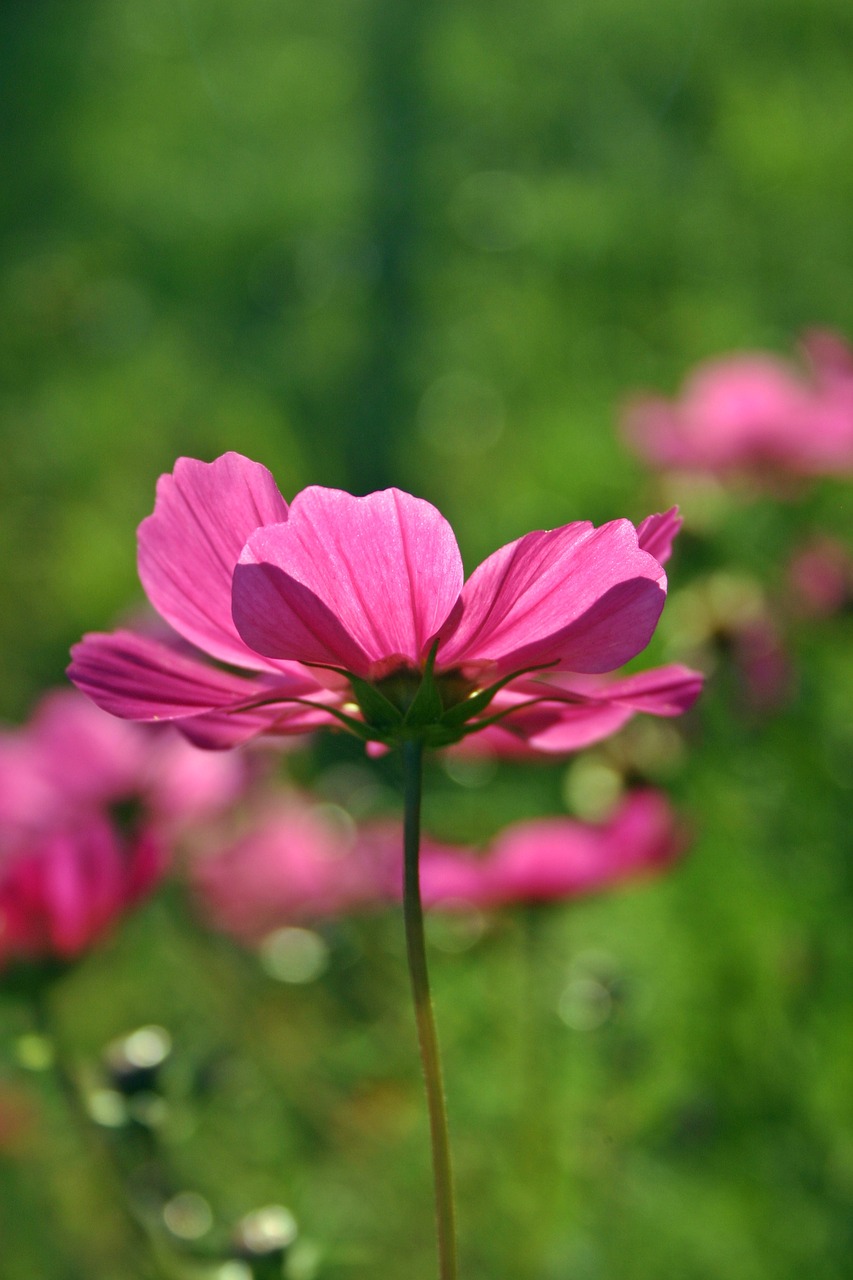 Cosmea, Gėlė, Žiedas, Žydėti, Rožinė Gėlė, Kosmosas, Vasara, Sodas, Rožinis, Gamta