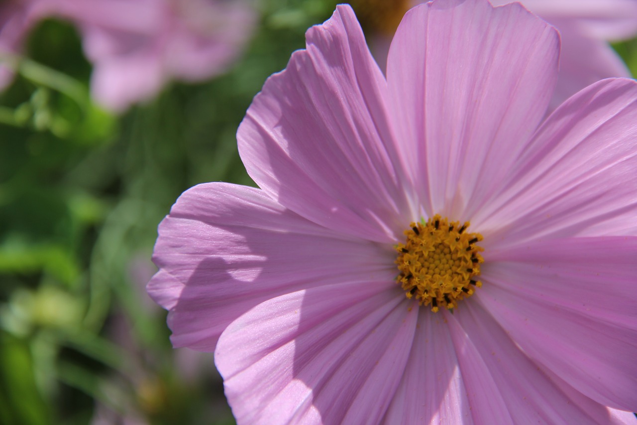 Cosmea, Rožinis, Saulėtas, Gėlė, Geltona, Žalias, Kosmoso Augalas, Nemokamos Nuotraukos,  Nemokama Licenzija