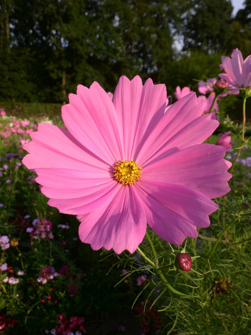 Cosmea, Rožinis, Žiedas, Žydėti, Gėlė, Vasara, Gamta, Rožinė Gėlė, Augalas, Žydėti