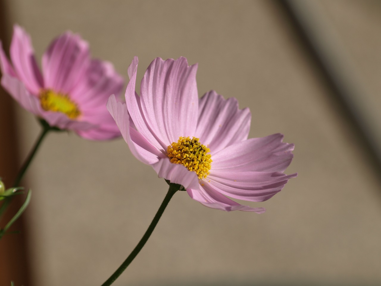 Cosmea,  Gėlė,  Žiedas,  Žydi,  Vasara,  Sodas,  Rožinis,  Pobūdį,  Iš Arti,  Gėlių Sodas