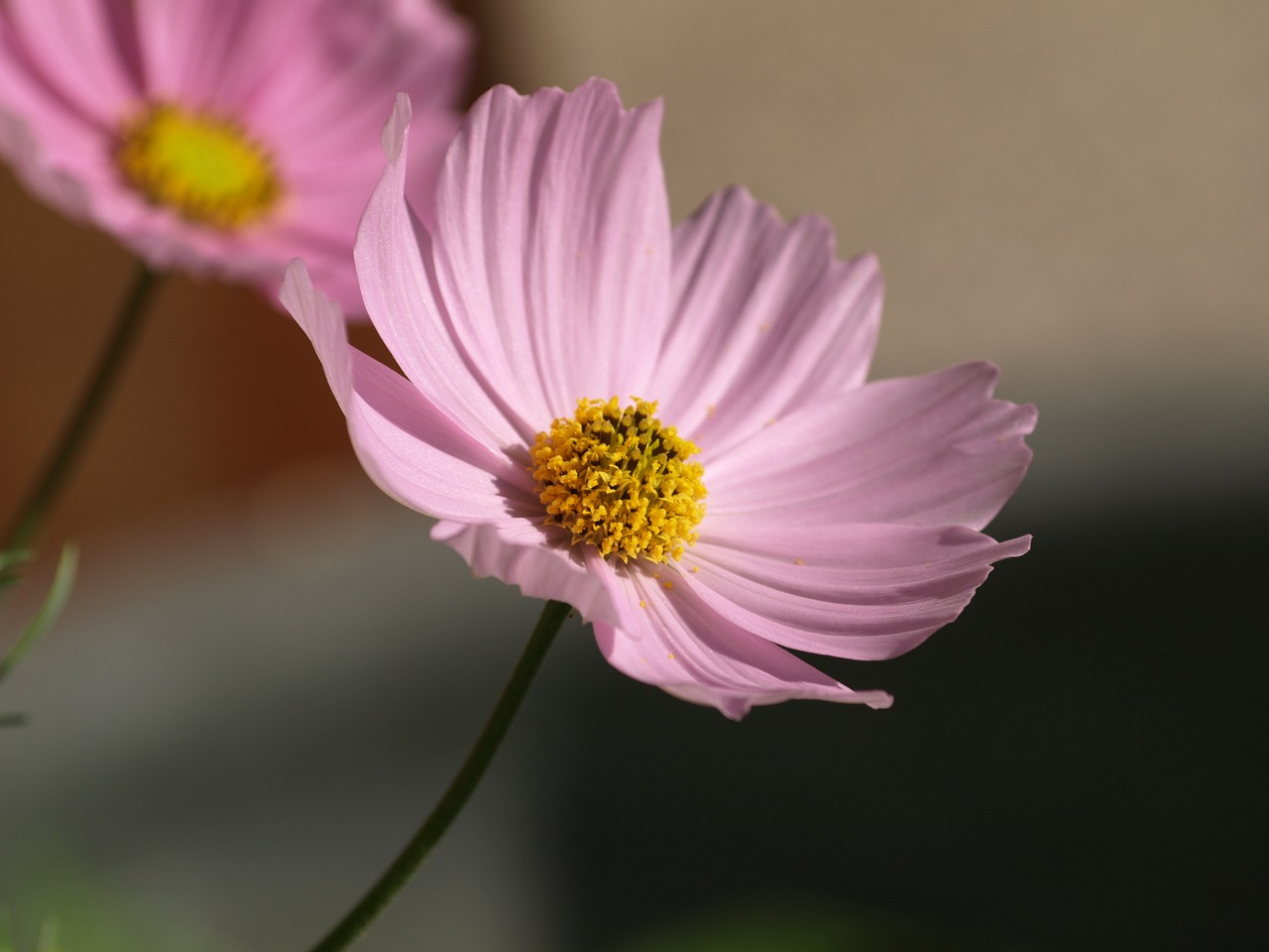 Cosmea,  Gėlė,  Žiedas,  Žydi,  Vasara,  Sodas,  Rožinis,  Pobūdį,  Iš Arti, Nemokamos Nuotraukos