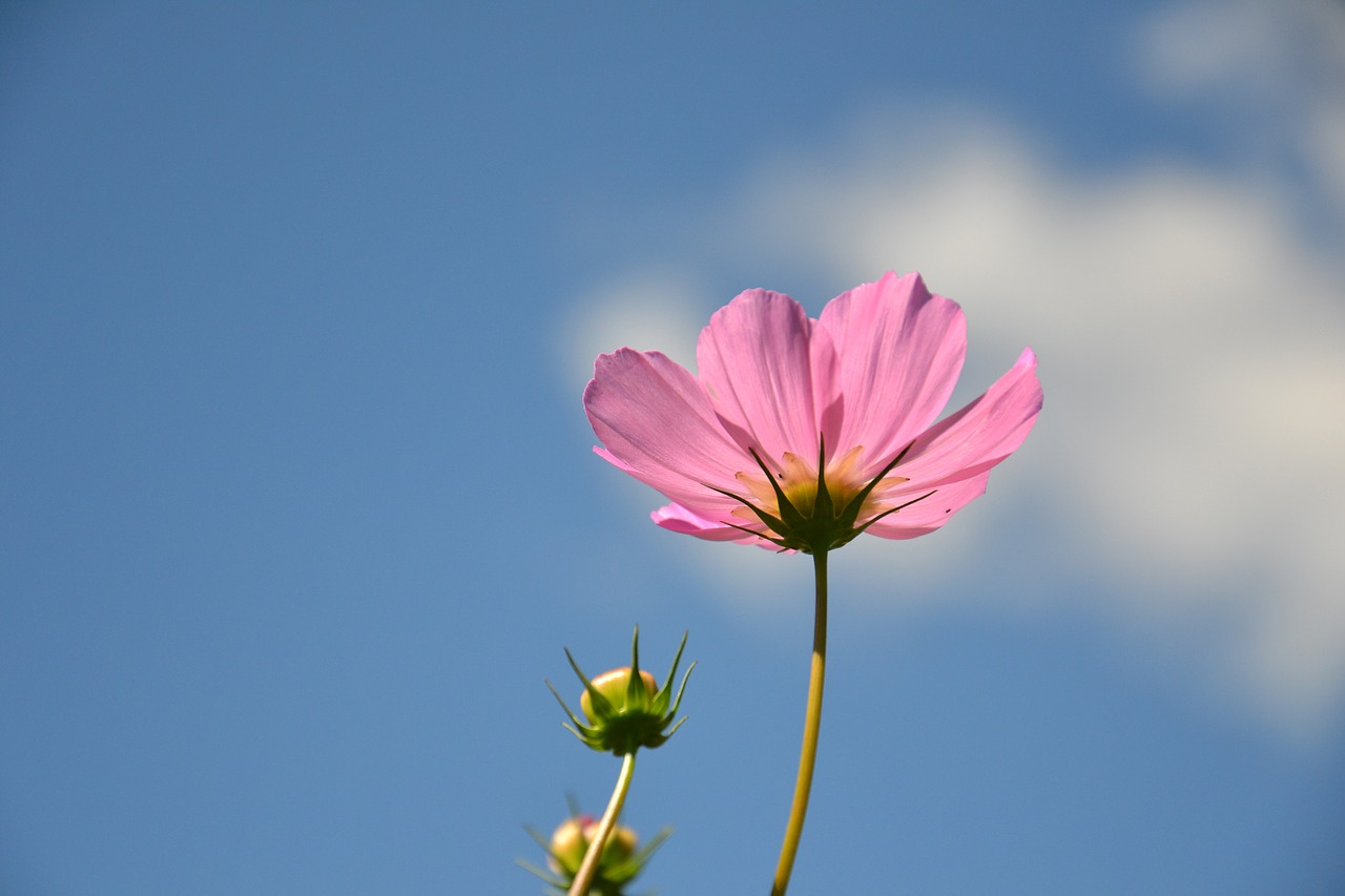 Cosmea, Gėlė, Augalas, Kosmosas, Gėlės, Vasara, Žiedlapis, Vasaros Gėlės, Gamta, Sodo Gėlė