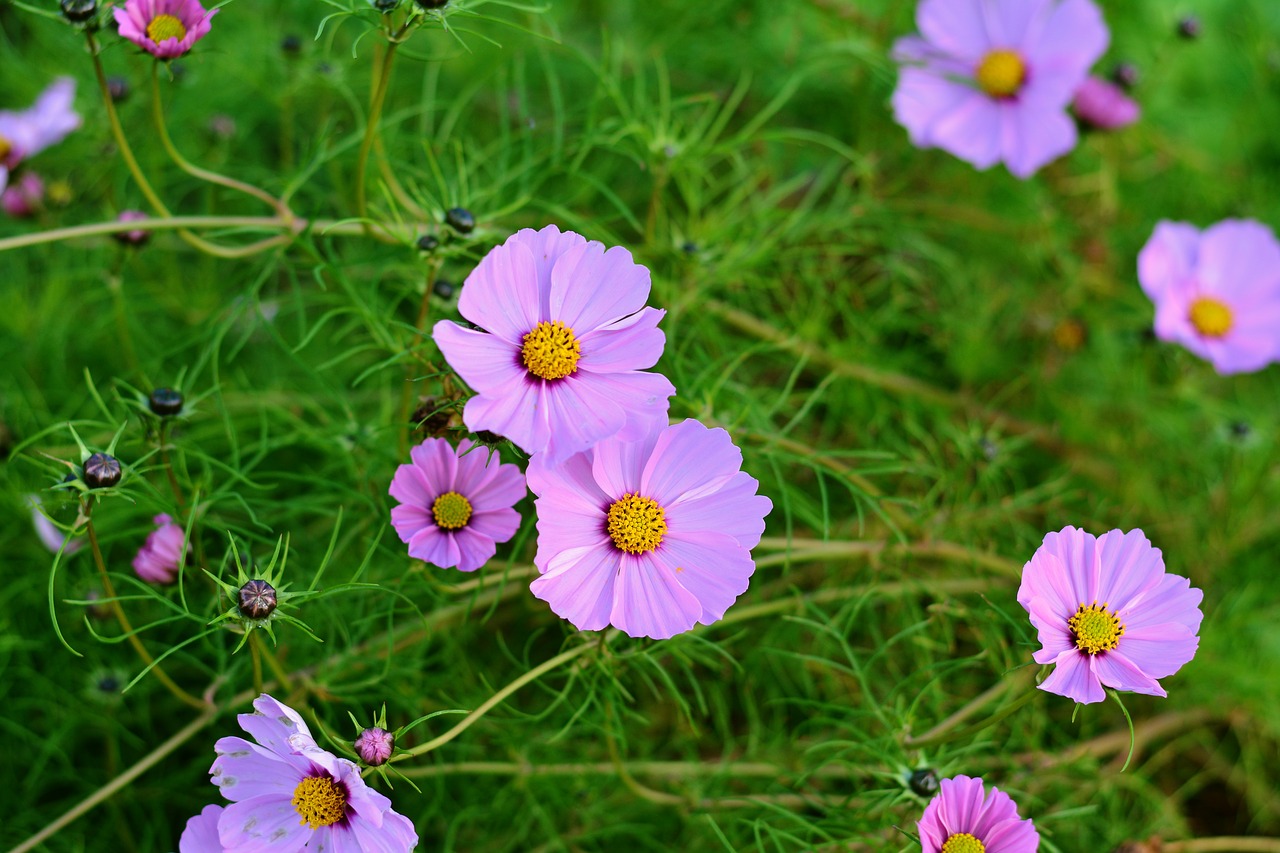 Kosmosas, Cosmos Bipinnatus, Žiedas, Žydėti, Gėlė, Kompozitai, Violetinė, Žydėti, Sodas, Nemokamos Nuotraukos