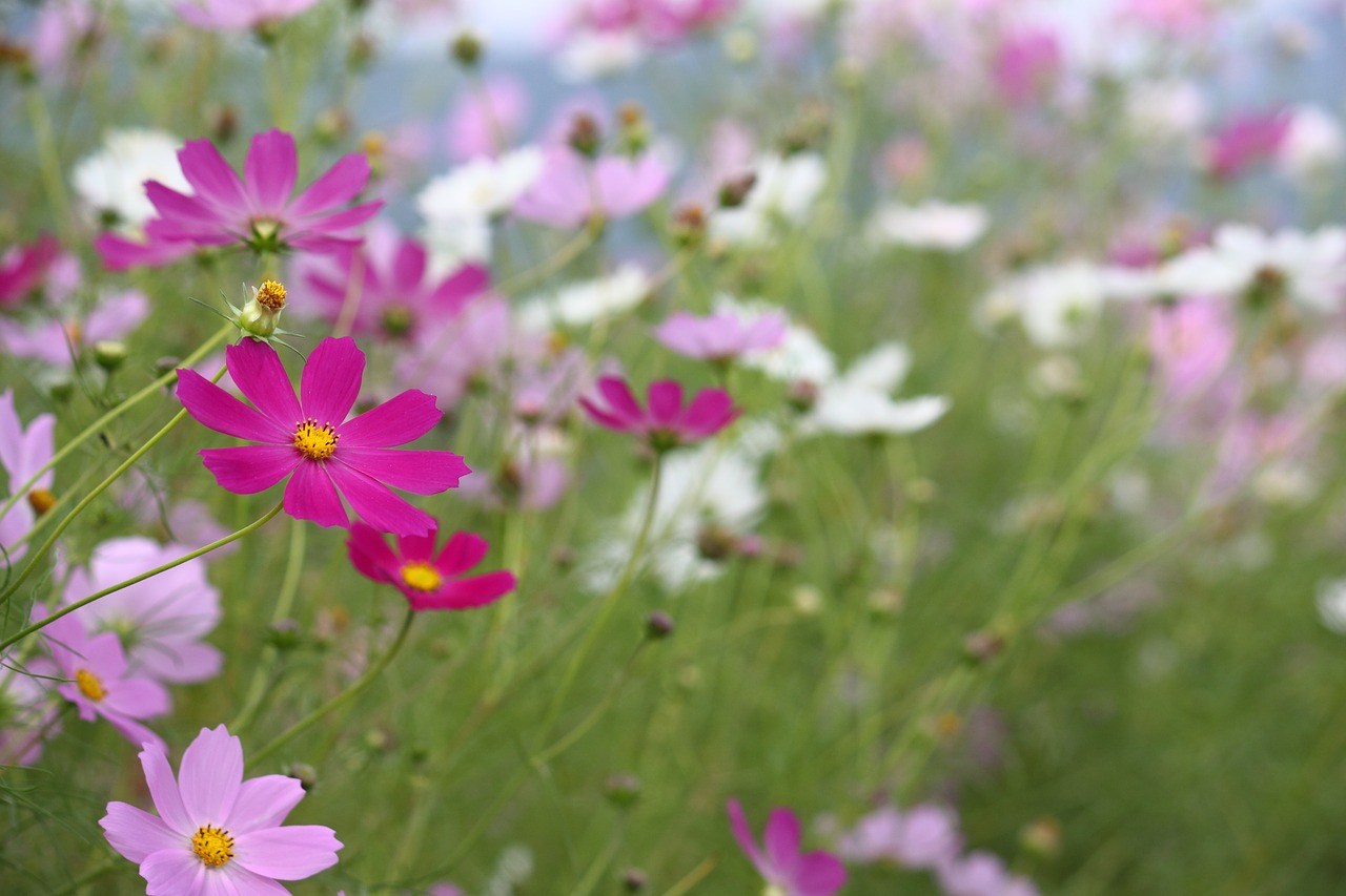 Cosmos,  Ruduo,  Kristi,  Gėlės,  Ruduo, Nemokamos Nuotraukos,  Nemokama Licenzija