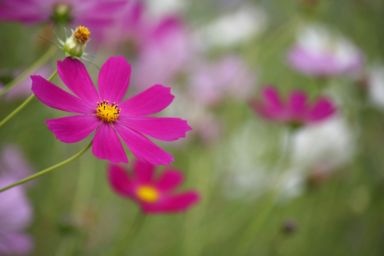 Cosmos,  Ruduo,  Kristi,  Gėlės,  Ruduo, Nemokamos Nuotraukos,  Nemokama Licenzija