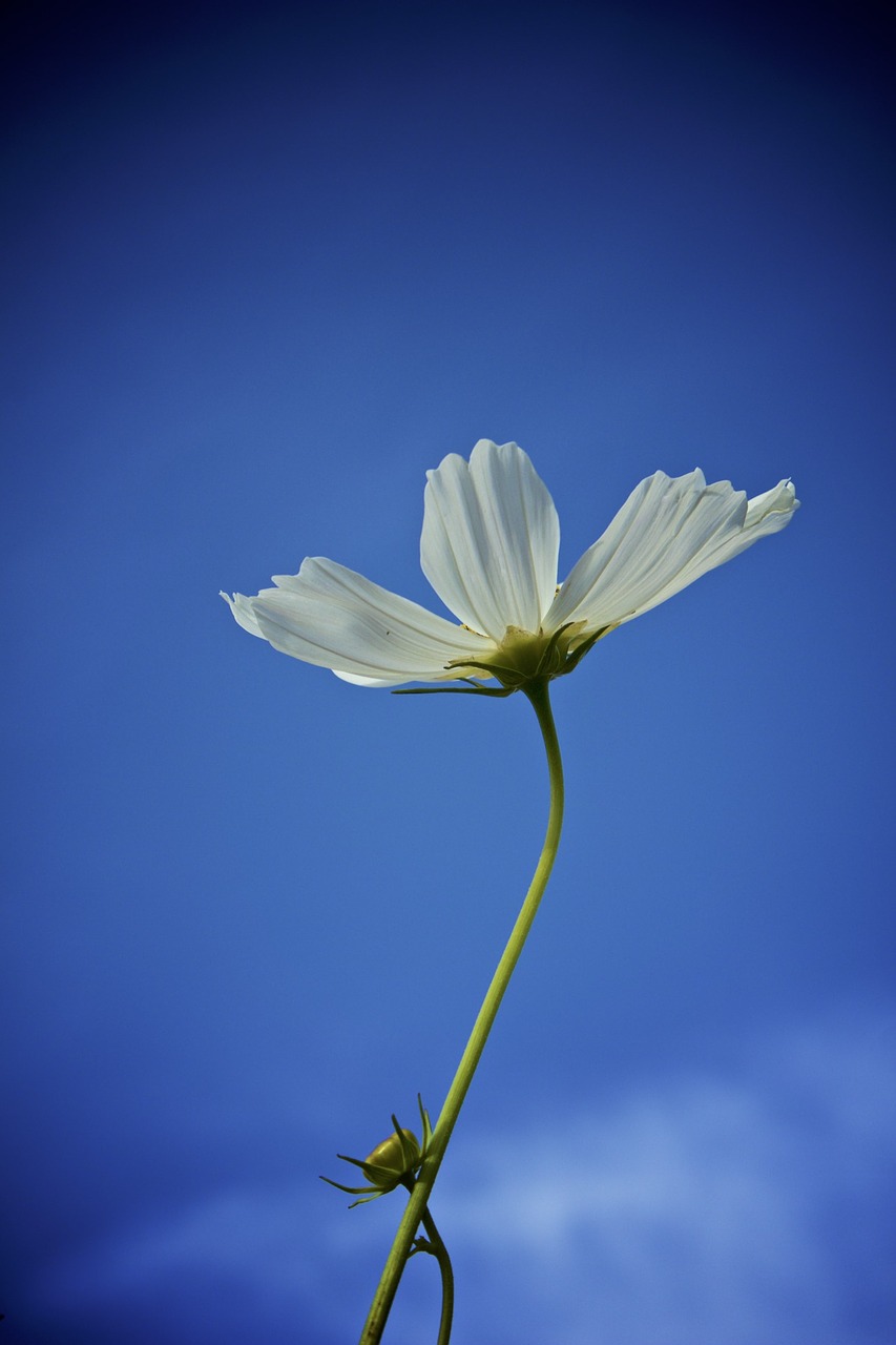 Cosmos,  Baltos Spalvos,  Gėlė,  Dangus,  Pobūdį,  Žydi,  Vasara,  Žiedas, Nemokamos Nuotraukos,  Nemokama Licenzija