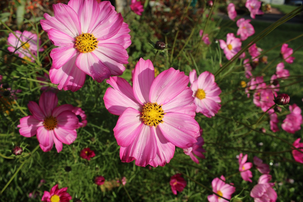 Cosmos,  Gėlės,  Rožinis,  Žydi,  Žiedas,  Pobūdį,  Augalų,  Vasara,  Violetinė,  Šviesus