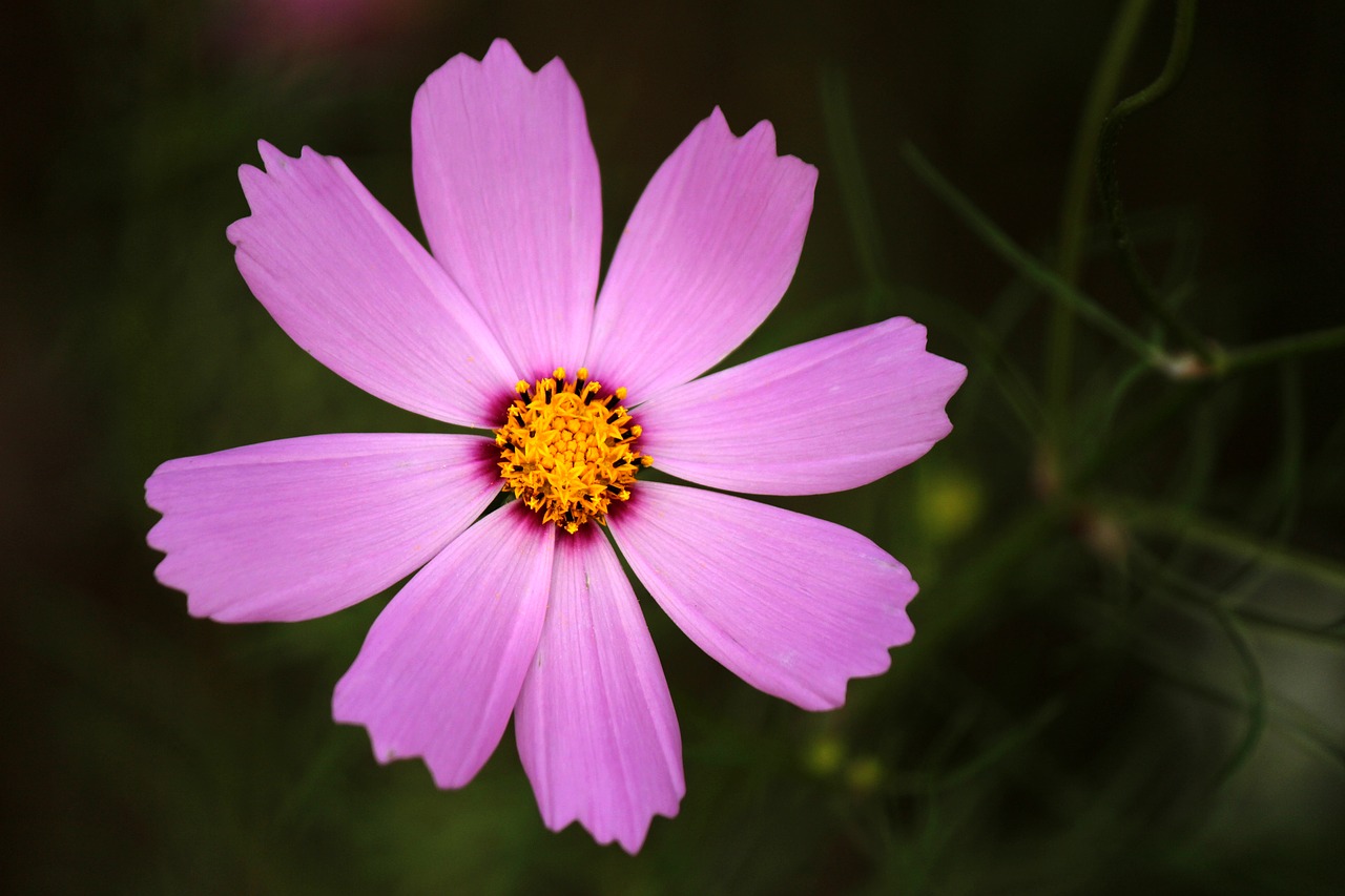 Cosmos,  Ruduo,  Gėlės,  Augalai,  Pobūdį,  Gražus,  Tabitha,  Rožinis,  Žalias,  Rudenį