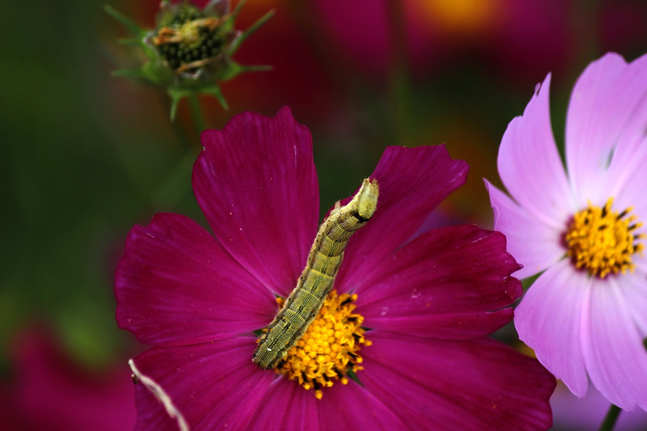 Cosmos,  Lerva,  Re,  Pobūdį,  Vabzdžiai,  Gėlės,  Makro,  Uždaryti,  Augalams Ir Gyvūnams,  Mėlyna