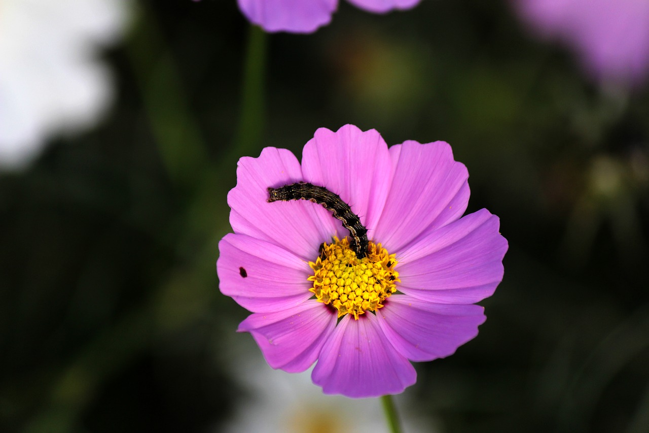 Cosmos,  Vikšrai,  Re,  Gėlės,  Ruduo,  Vabzdžiai,  Gyvūnas,  Augalai, Nemokamos Nuotraukos,  Nemokama Licenzija