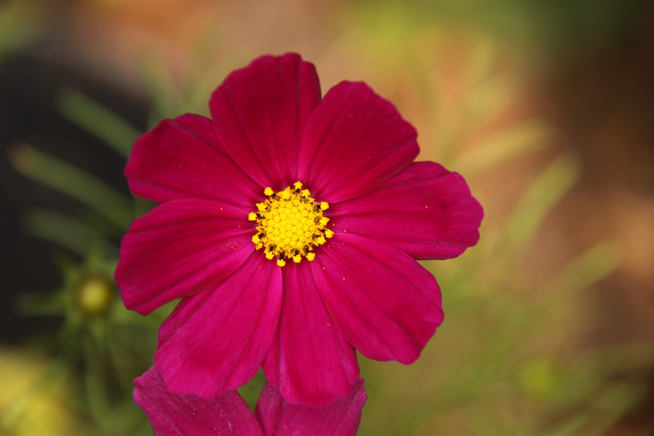 Cosmos,  Raudona,  Natūralus,  Gėlė,  Gėlės,  Turi,  Žydi,  Žiedlapių,  Augmenija, Nemokamos Nuotraukos