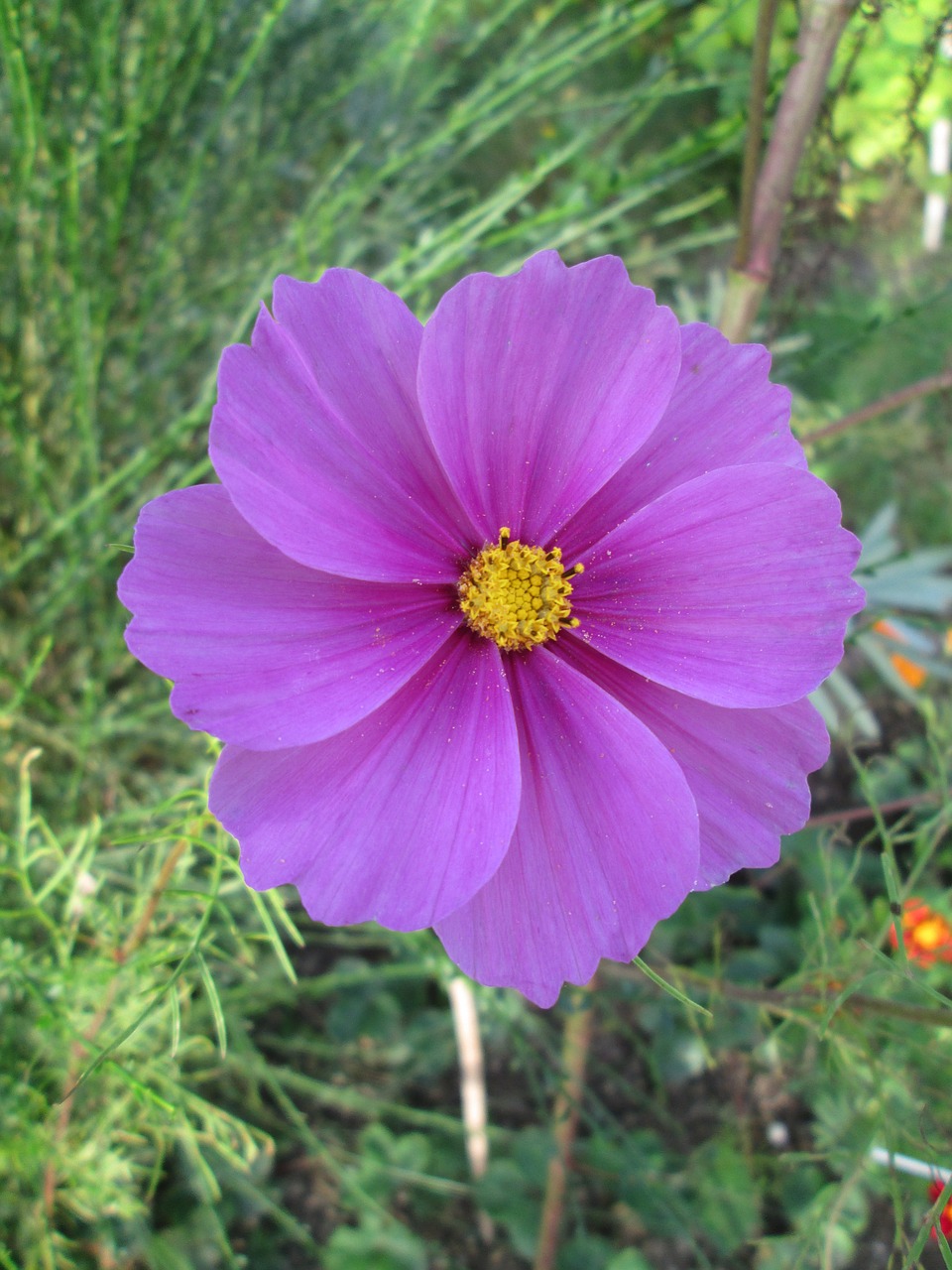 Kosmosas, Cosmea, Gėlė, Žiedas, Žydėti, Violetinė, Gamta, Augalas, Uždaryti, Nemokamos Nuotraukos