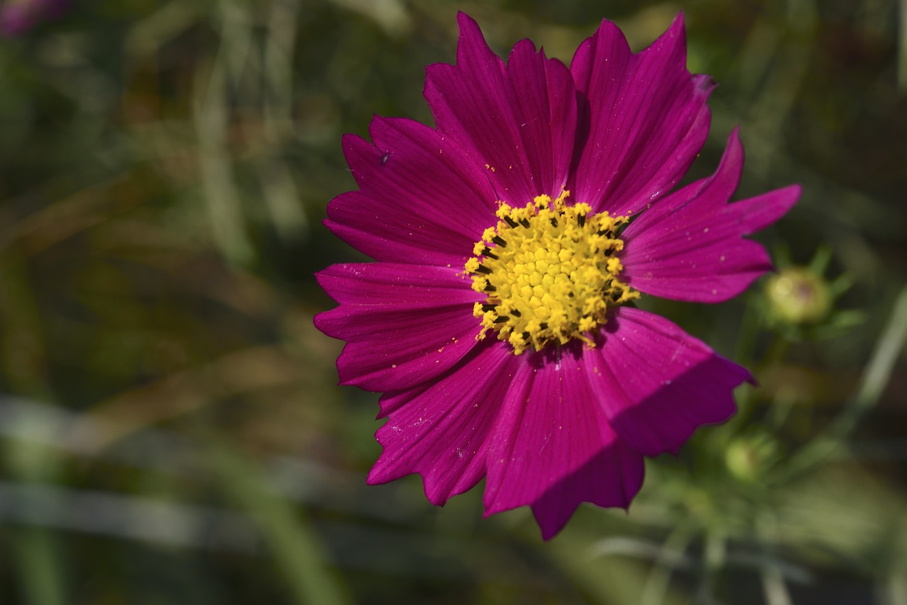 Kosmos Gamykla, Gėlės, Prispausti, Makro, Violetinė, Žiedlapis, Nemokamos Nuotraukos,  Nemokama Licenzija