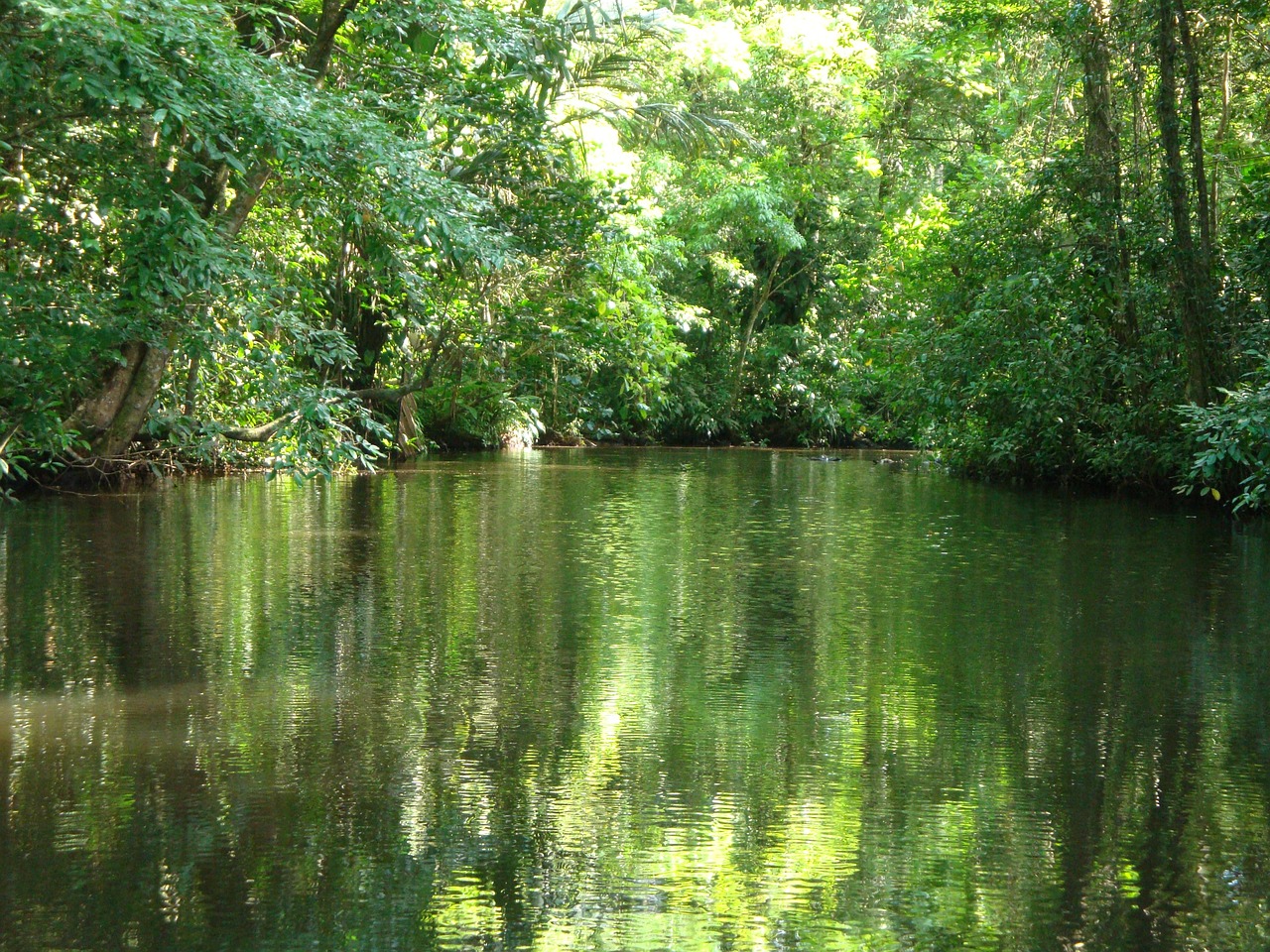 Kosta Rika, Tortuguero, Džiunglės, Nemokamos Nuotraukos,  Nemokama Licenzija